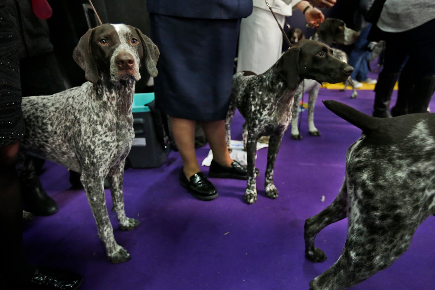 Photos: Westminster Dog Show 2018: Bichon frisé Flynn crowned best in show