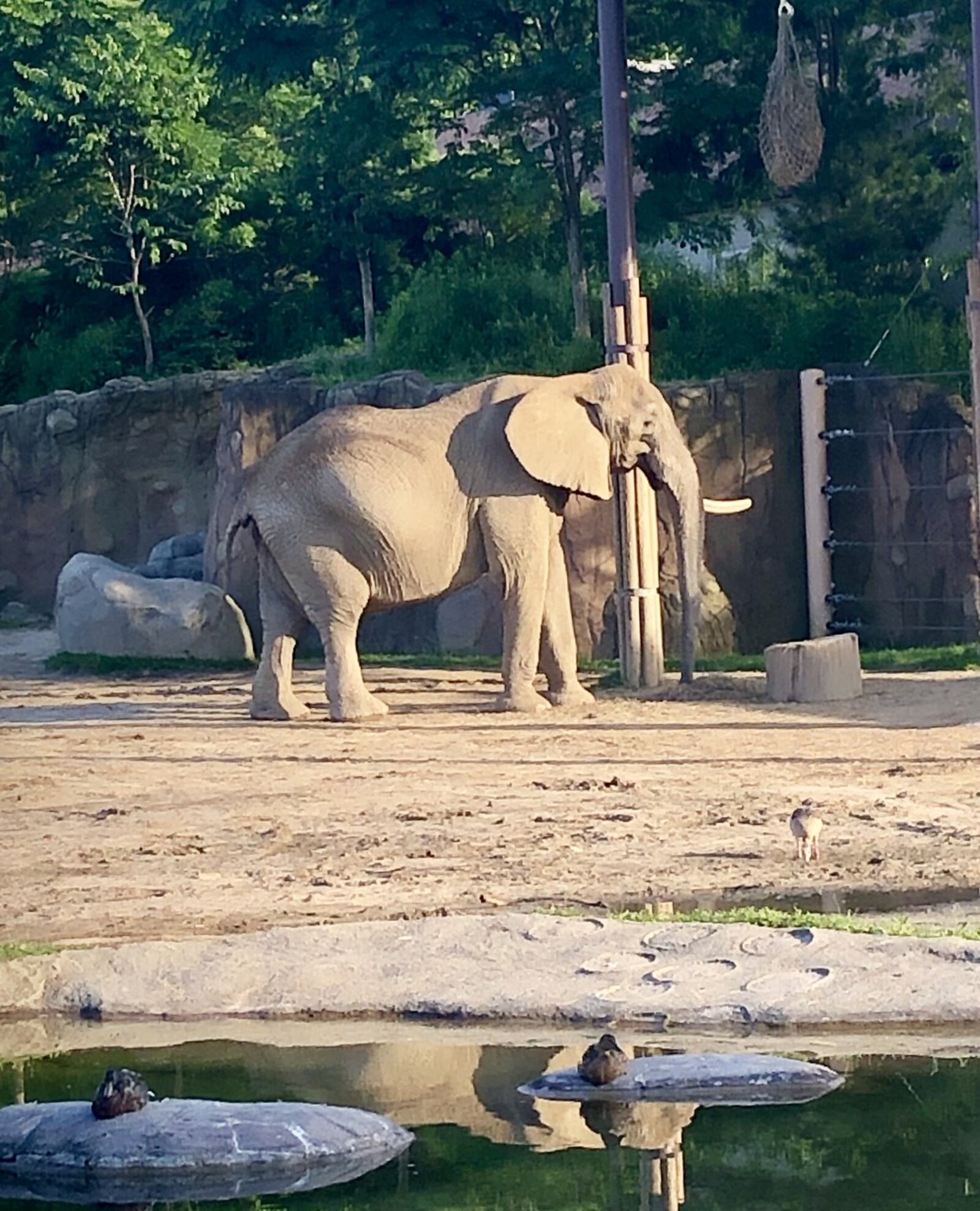 While the 30-foot panda is awe-inspiring, the lanterns aren’t the only fascinating sight. Visitors can also take a peek at many of the magnificent animals that call the Cleveland Metroparks Zoo home. From the African Elephant Crossing to the Asian Highlands, there are many animals ready to greet their nighttime guests. CONTRIBUTED PHOTO BY DEBBIE JUNIEWICZ