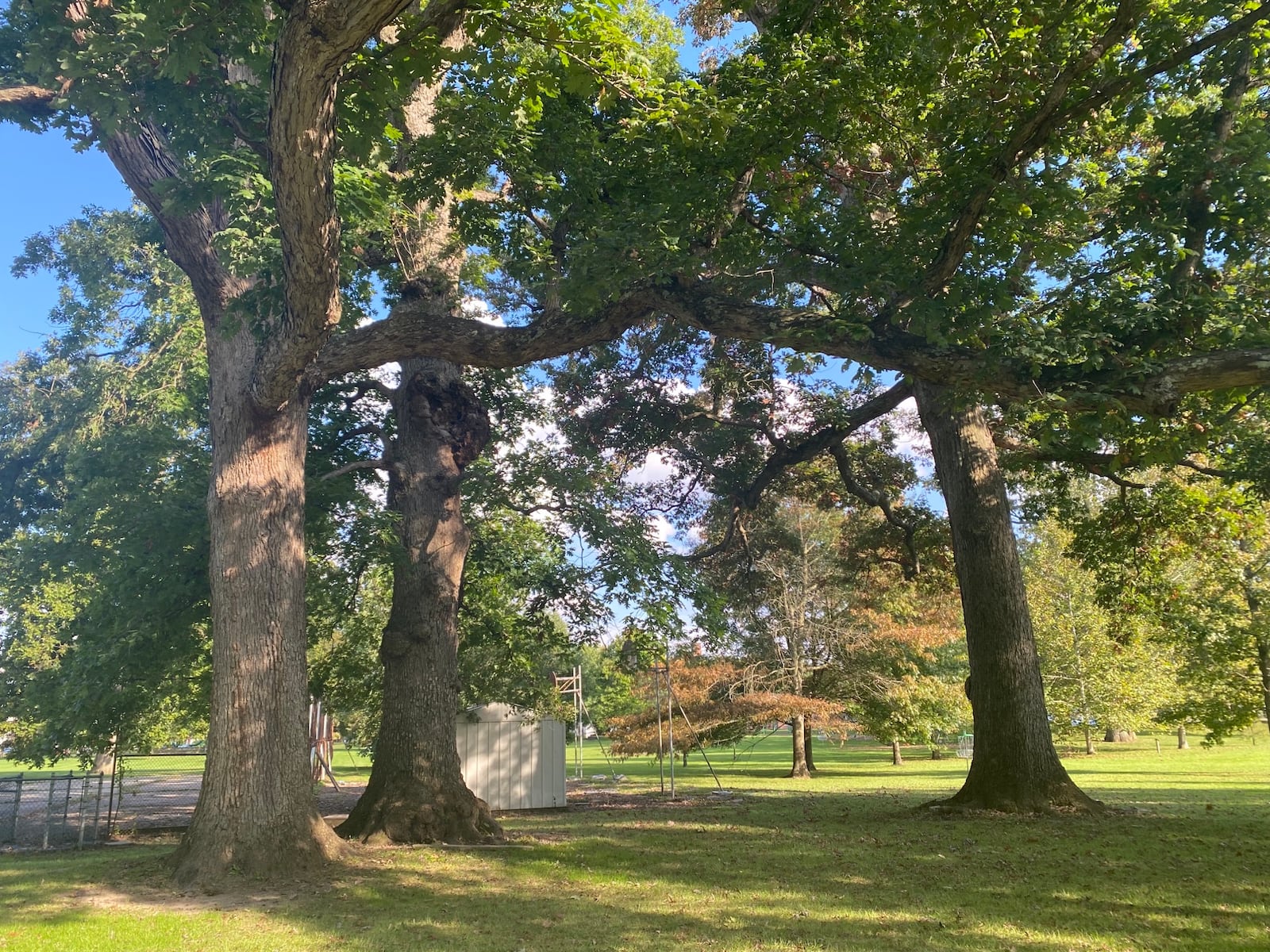 The "Three Sisters," three oak trees on Mills Lawn Elementary School property that are over 450 years old, according to the residents. The controversy over what to do with the small green area behind Mills Lawn Elementary School has affected people across Yellow Springs. Many people have cited the need to preserve the three oaks as part of the problem. Eileen McClory / staff