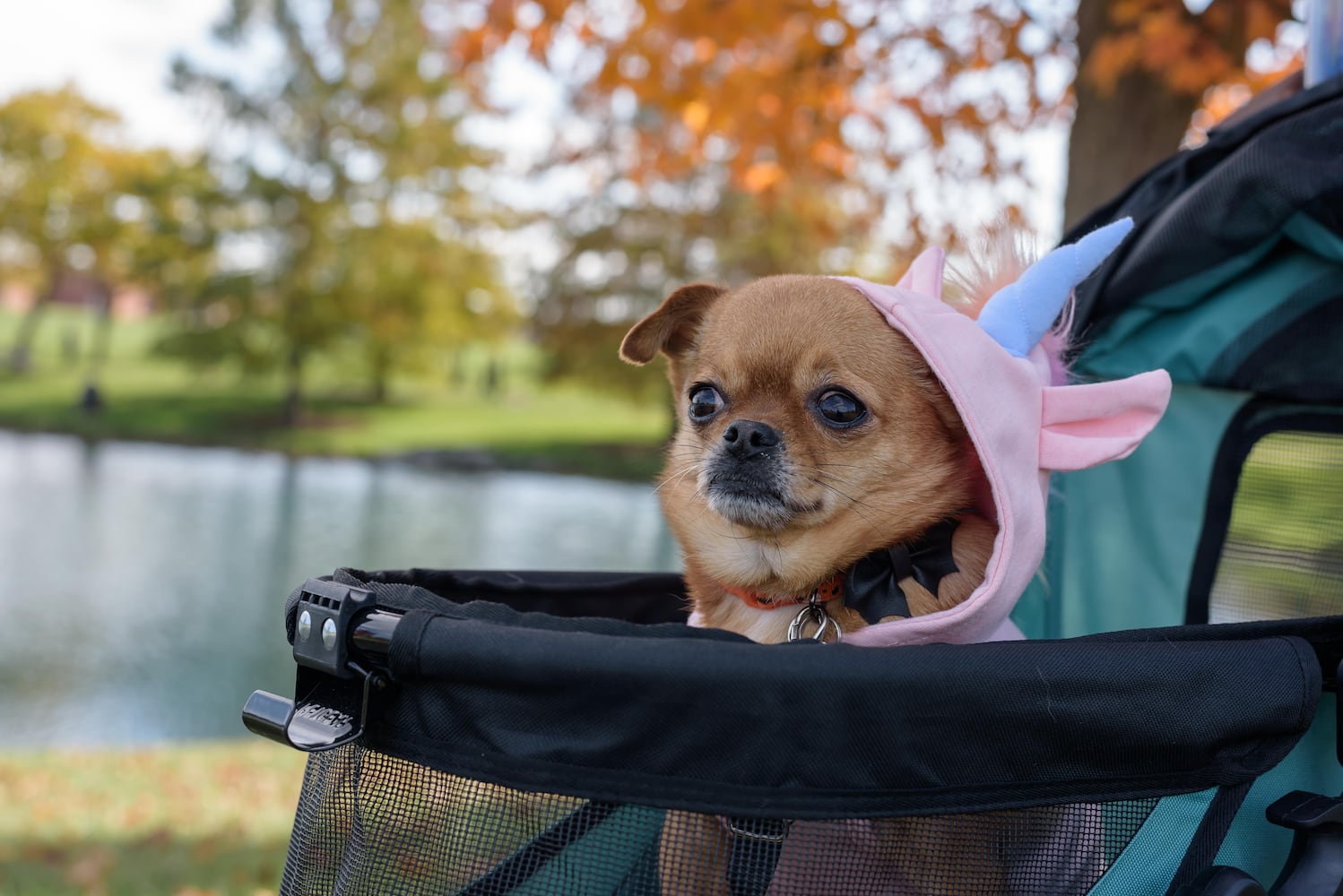 PHOTOS: Wag-O-Ween 2024 at Kettering Recreation Complex