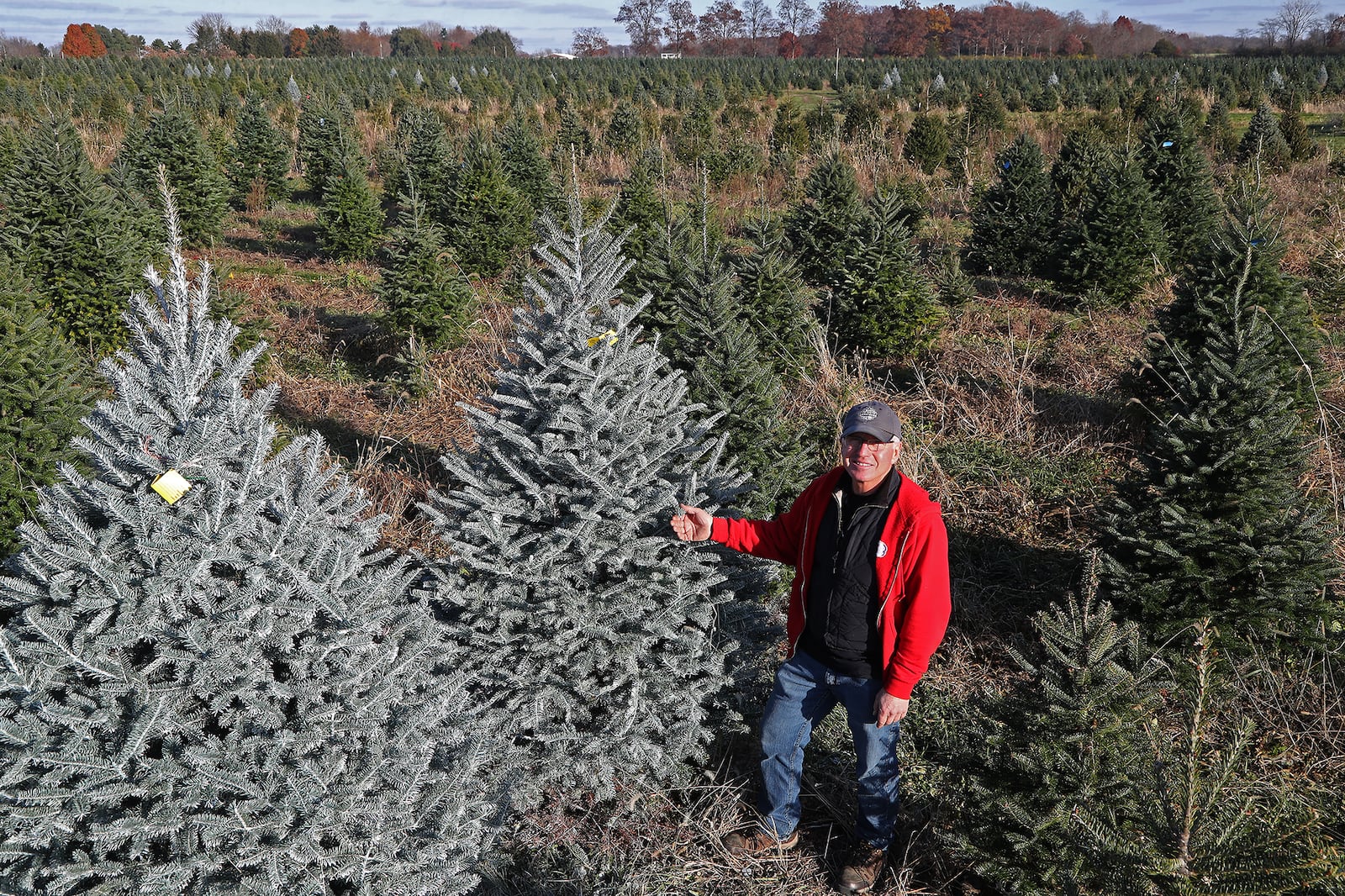 Ben Young is surrounded by acres of Christmas trees Friday at Carl and Dorothy Young's Cut Your Own Christmas Tree Farm. BILL LACKEY/STAFF