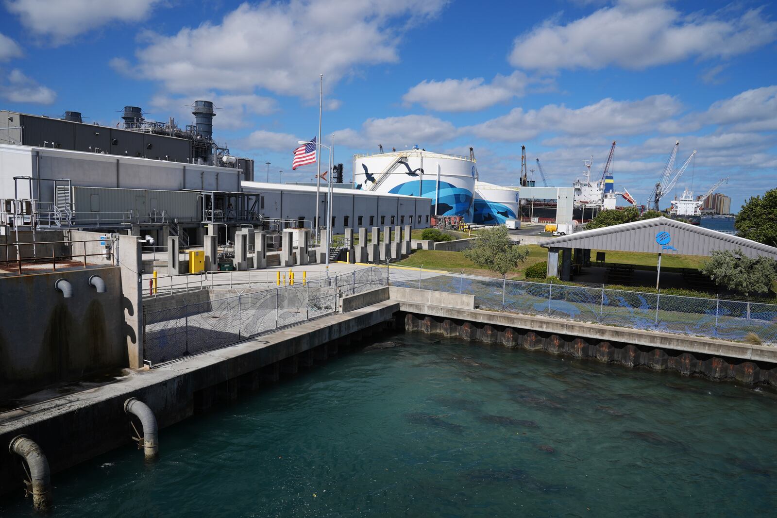 Manatees gather near the warm-water outflows of a Florida Power & Light Company power plant in Riviera Beach, Fla., where the company operates the free Manatee Lagoon attraction, Friday, Jan. 10, 2025. (AP Photo/Rebecca Blackwell)