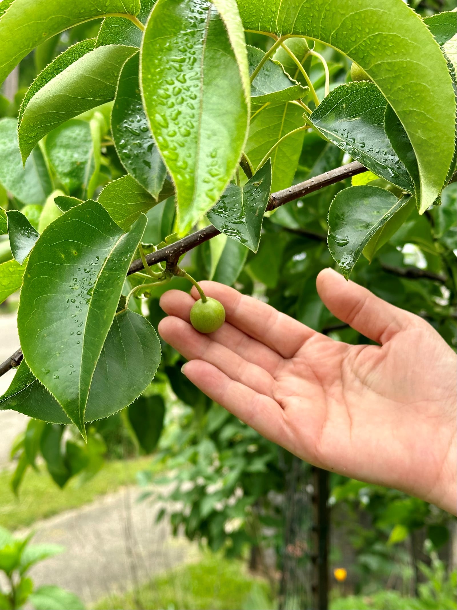 Kathleen Tandy shows a pear on a tree that she and her husband had planted a few years ago in the backyard. ROBIN McMACKEN/STAFF 