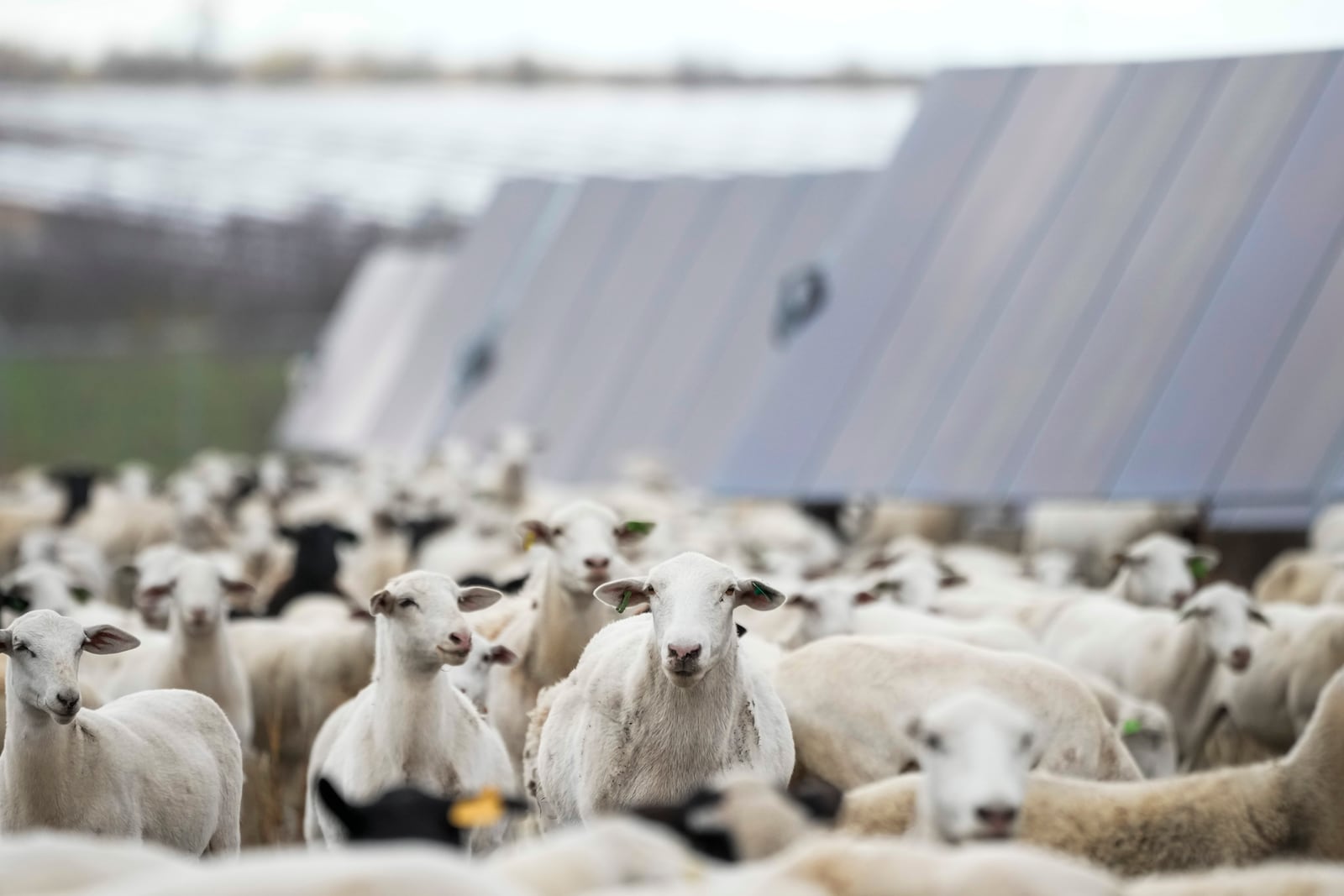 Sheep walk near solar panels on a solar farm owned by SB Energy on Tuesday, Dec. 17, 2024, in Buckholts, Texas. (AP Photo/Ashley Landis)