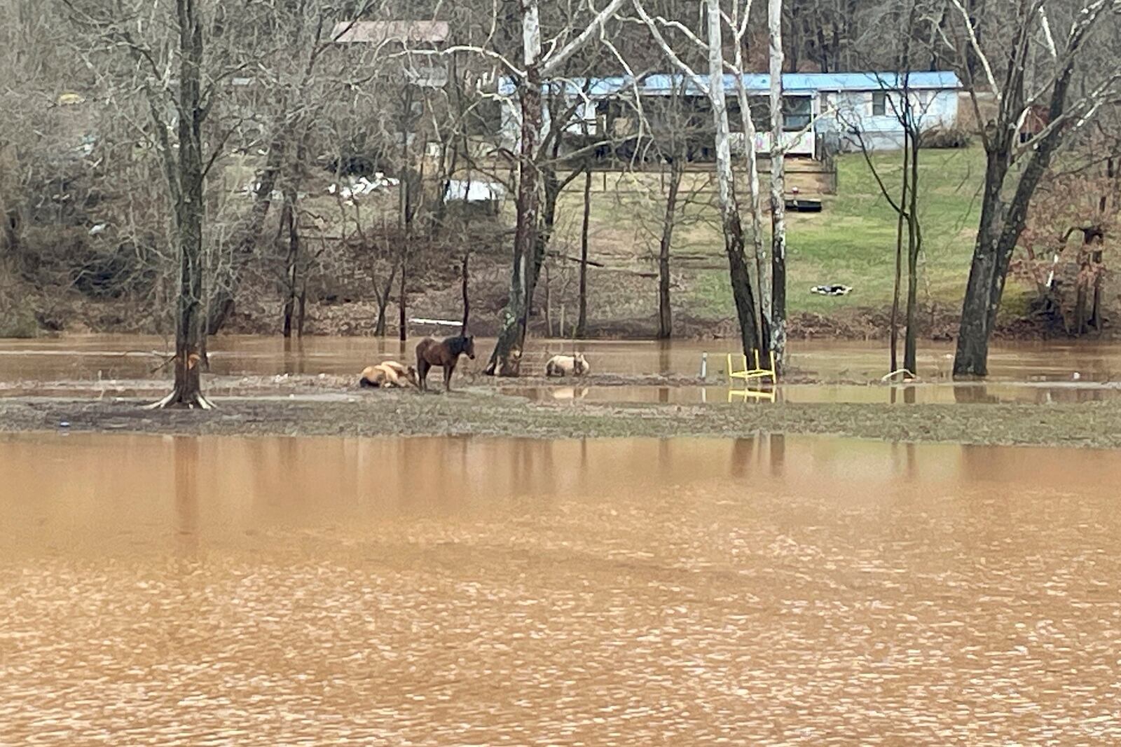 Horses seek higher ground after thunderstorms caused flooding Thursday, Feb. 6, 2025, in Poca, W.Va. (AP Photo/John Raby)