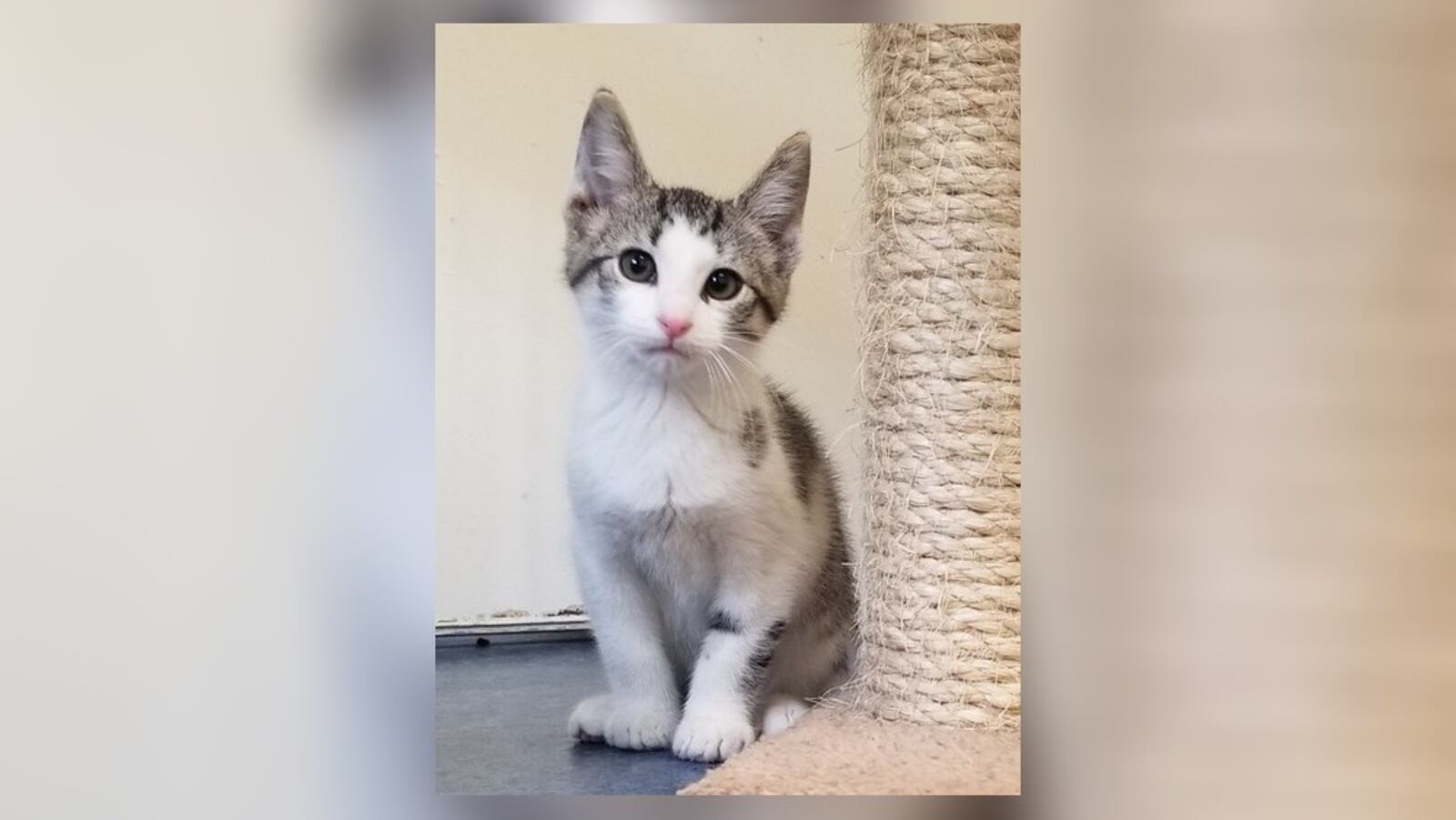 Meet Thunder. Thunder and his sisters are 10 weeks old and as ornery as kittens get. They love to play and play, and of course take naps. They’re so cute, a little shy but they would love to meet you. Come see them in the Kitty Cove room at the Paws Animal Shelter, 1535 West U.S. Highway 36, Urbana. Check out PAWS at www.pawsurbana.com, on Facebook at www.facebook.com/paws.urbana, on Petfinder at petfinder.com or call 937-653-6233. PAWS is in need of volunteers and foster homes. CONTRIBUTED