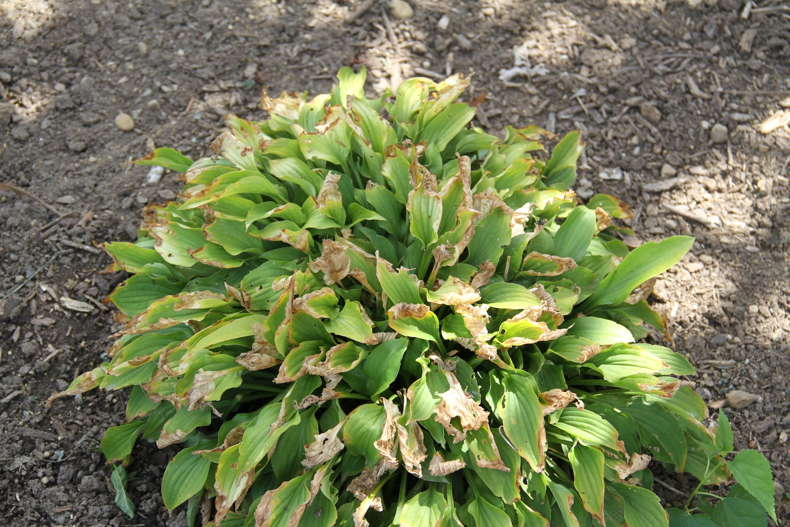 Leaf scorch on hosta is a result of the soil drying out completely.