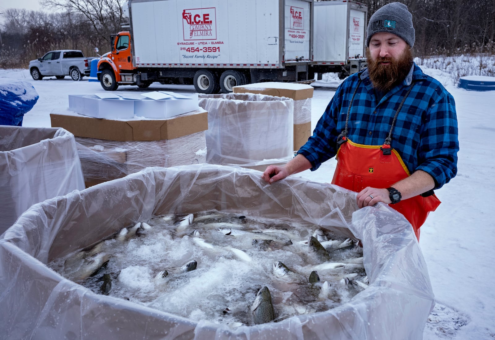 Adam Kramarsyck, Farm Manager at Local Coho salmon fish farm in Auburn, N.Y., prepares fish for transport to a processing facility Friday, Jan. 24, 2025, as a massive donation is underway for the Food Bank of Central New York. (AP Photo/Craig Ruttle)