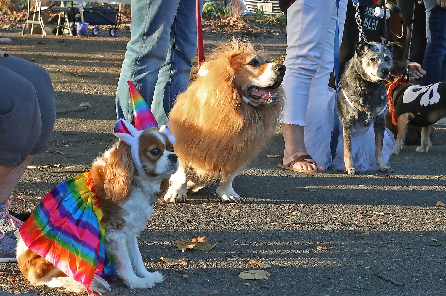 PHOTOS:  Yappy Howl-O-Ween