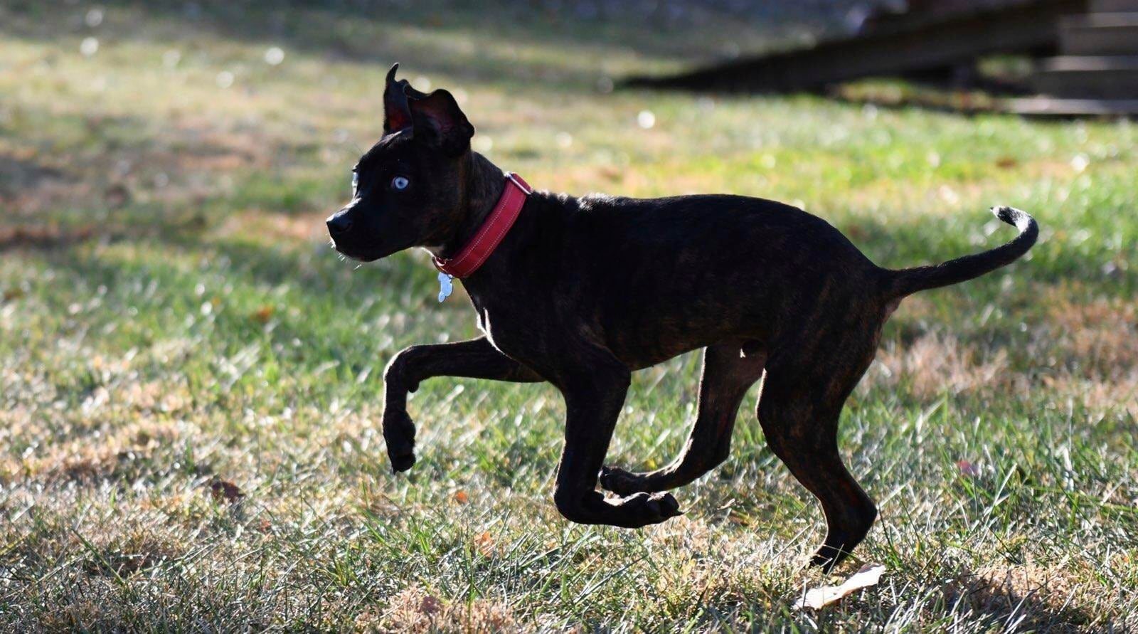 Parsnip, a puppy from The Humane Society of Greater Kansas City takes a run through a playground while trained by Kansas City Chiefs defensive tackle Derrick Nnadi on Monday, Oct. 21, 2024, in Kansas City, Kan. (AP Photo/Nick Ingram)