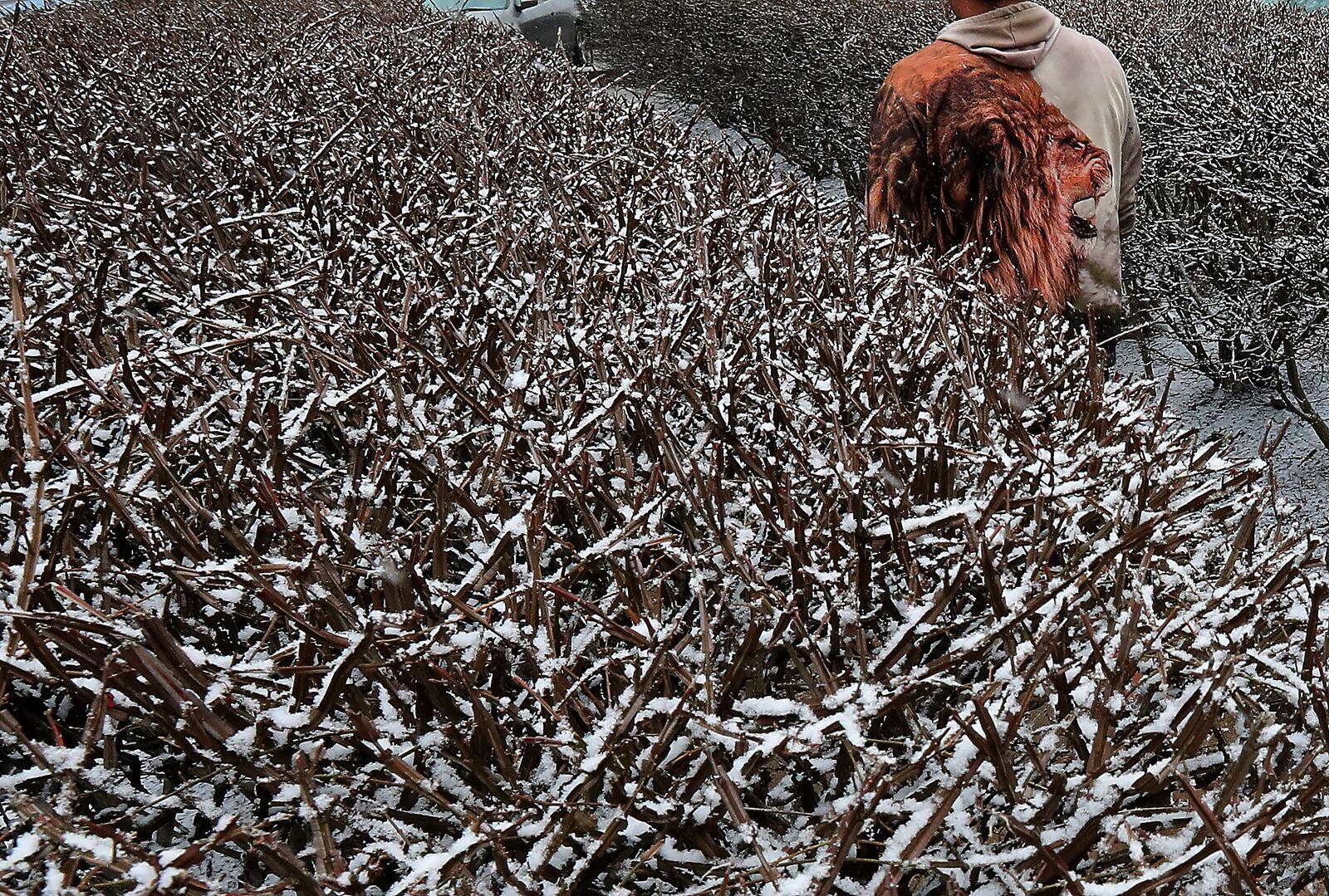 It looks like a lion moving through the brush as a man, with a lion on his sweatshirt, walks between the snow covered bushes outside Commerce Point in downtown Springfield Friday. BILL LACKEY/STAFF