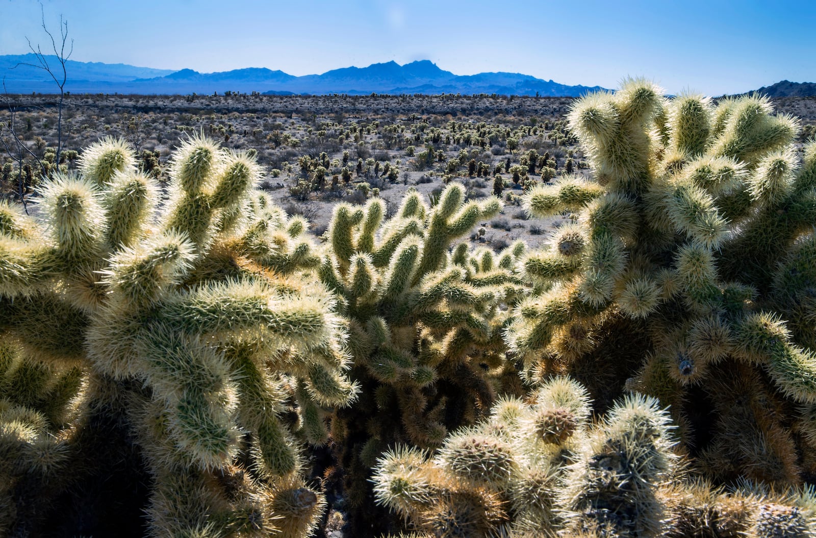 FILE - Teddybear Chollas are seen within the proposed Avi Kwa Ame National Monument on Feb. 12, 2022, near Searchlight, Nev. (L.E. Baskow/Las Vegas Review-Journal via AP, File)