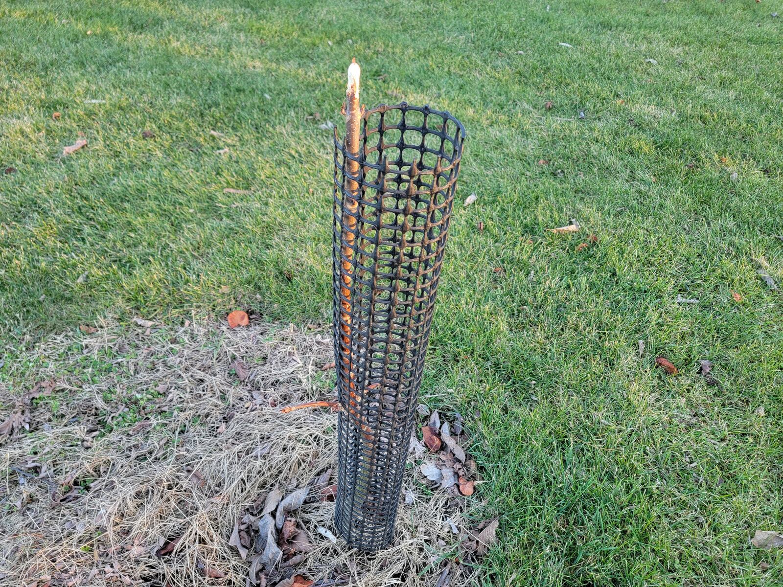 Protective cover kept the deer away from the trunk but not the growing tip of this Buckeye.