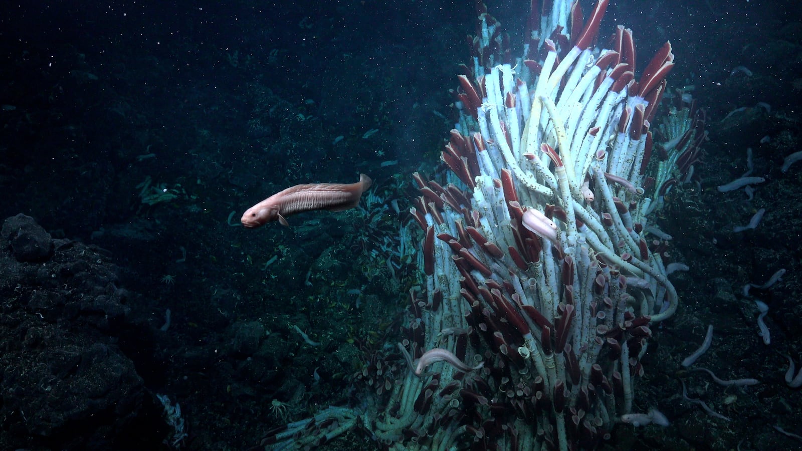 In this photo provided by Schmidt Ocean Institute, an eelpout swims by a tower of tubeworms at the Tica Vent, a site on the East Pacific Rise 2,500 meters deep. (Schmidt Ocean Institute via AP)