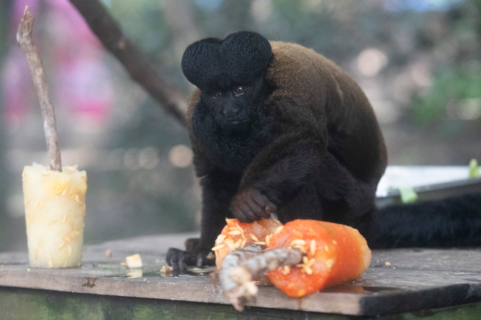 A Black Bearded Saki monkey eats frozen fruit given as a treat amid the Summer heat at the BioParque do Rio in Rio de Janeiro, Wednesday, Jan. 22, 2025. (AP Photo/Bruna Prado)