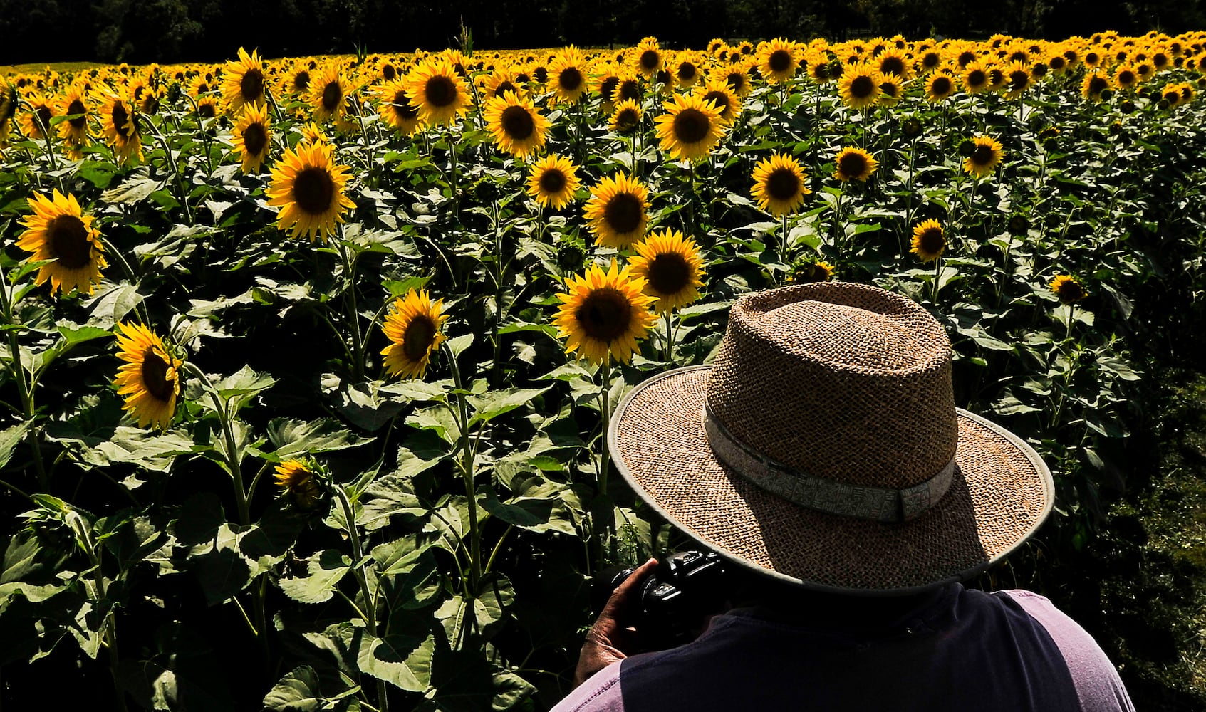 Yellow Springs Sunflowers