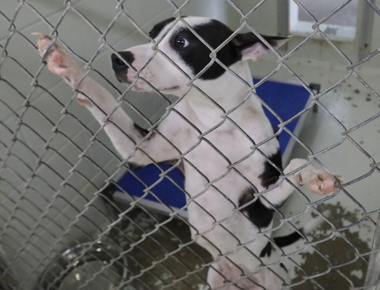 PHOTOS: Dogs at the Clark County Dog Shelter