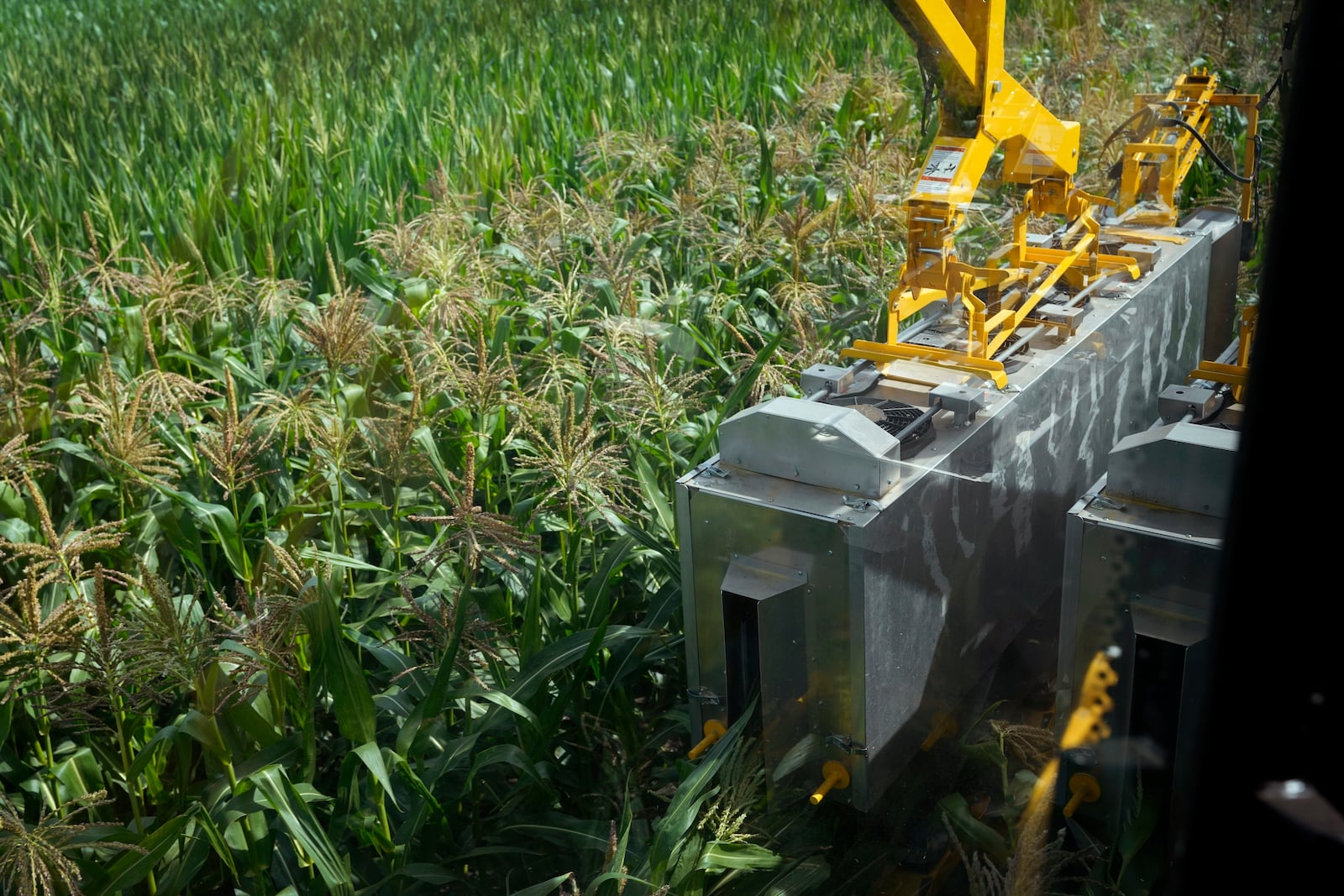 A PowerPollen pollen collector is driven through a cornfield, Thursday, Aug. 22, 2024, near Ames, Iowa. (AP Photo/Charlie Neibergall)