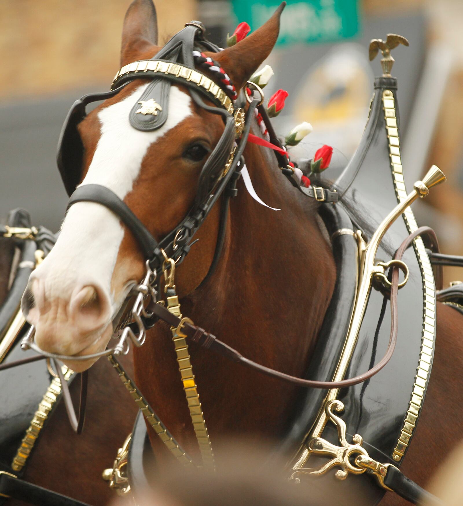 The Budweiser Clydesdale hitch team visited Dayton on Wednesday to deliver beer to several businesses on Brown Street.     TY GREENLEES / STAFF