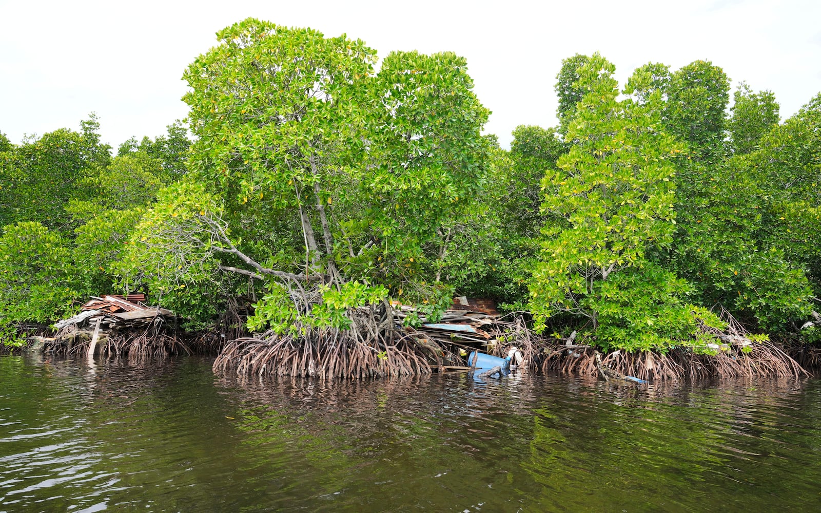 A plastic container and rubbish is stuck in mangrove trees at Enggros village in Jayapura, Papua province, Indonesia on Wednesday, Oct. 2, 2024. (AP Photo/Firdia Lisnawati)