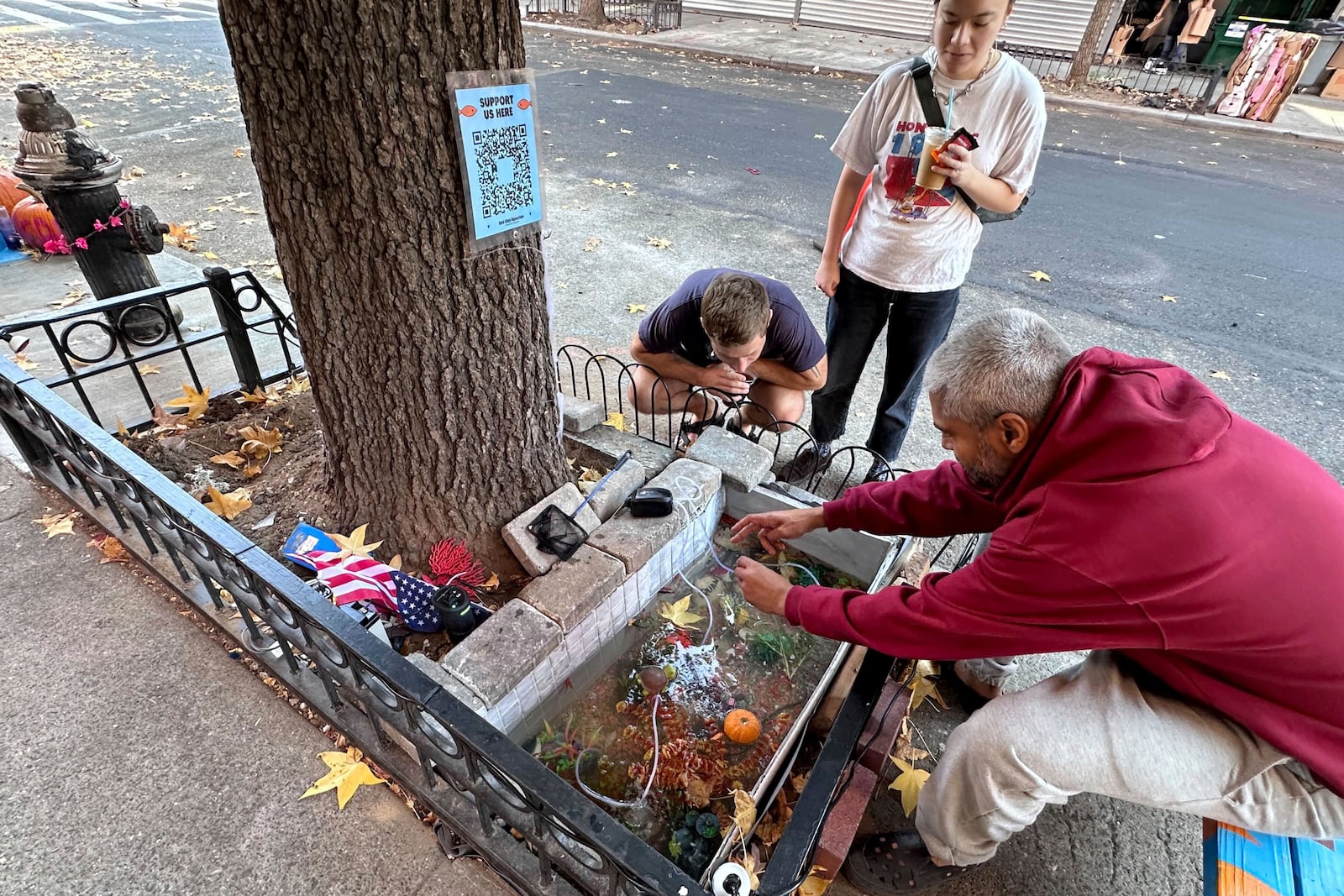 One of the caretakers of the replacement makeshift goldfish aquarium in a tree bed, Devang Arvind Shah, right, tends to it's inhabitants, adjacent to the one filled-in with concrete by the city, upper left, in the Brooklyn borough of New York, Friday, Nov. 1, 2024. (AP Photo/Philip Marcelo)