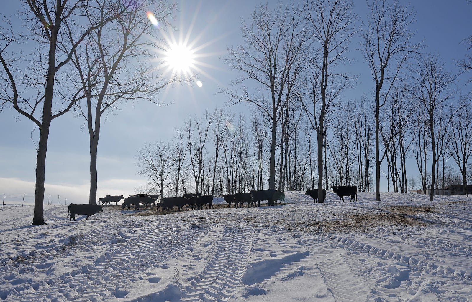 Glen Courtright's Corriente cattle, which stay outside all year, at his Clark County farm Wednesday, Jan. 15, 2025. BILL LACKEY/STAFF