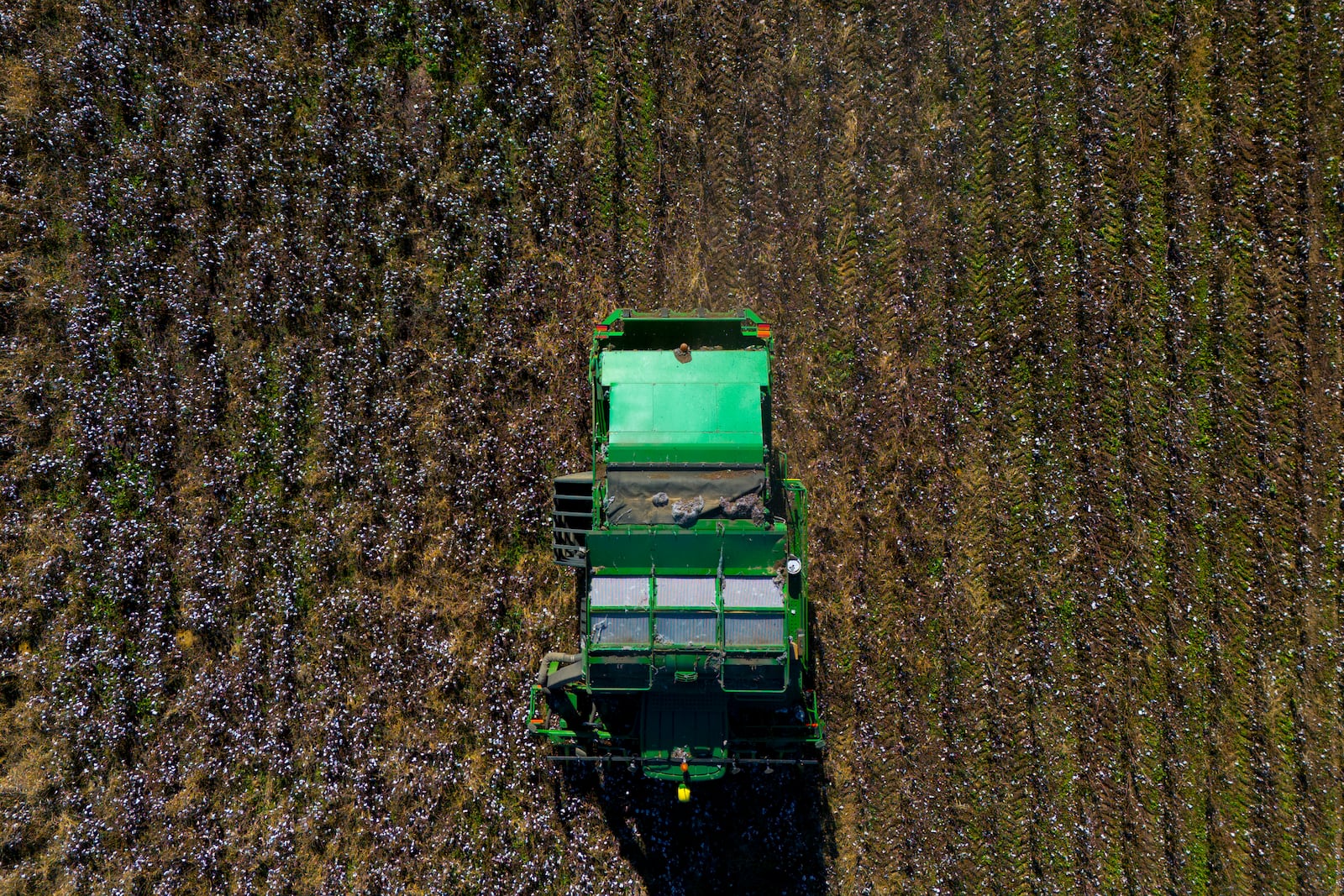 A cotton picker works in a field of cotton, Friday, Dec. 6, 2024, near Lyons, Ga. (AP Photo/Mike Stewart)