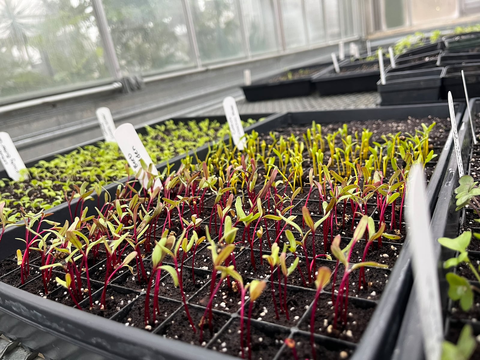 Getting ready to plant at Cox Arboretum MetroPark - JENNIFER DAVIT