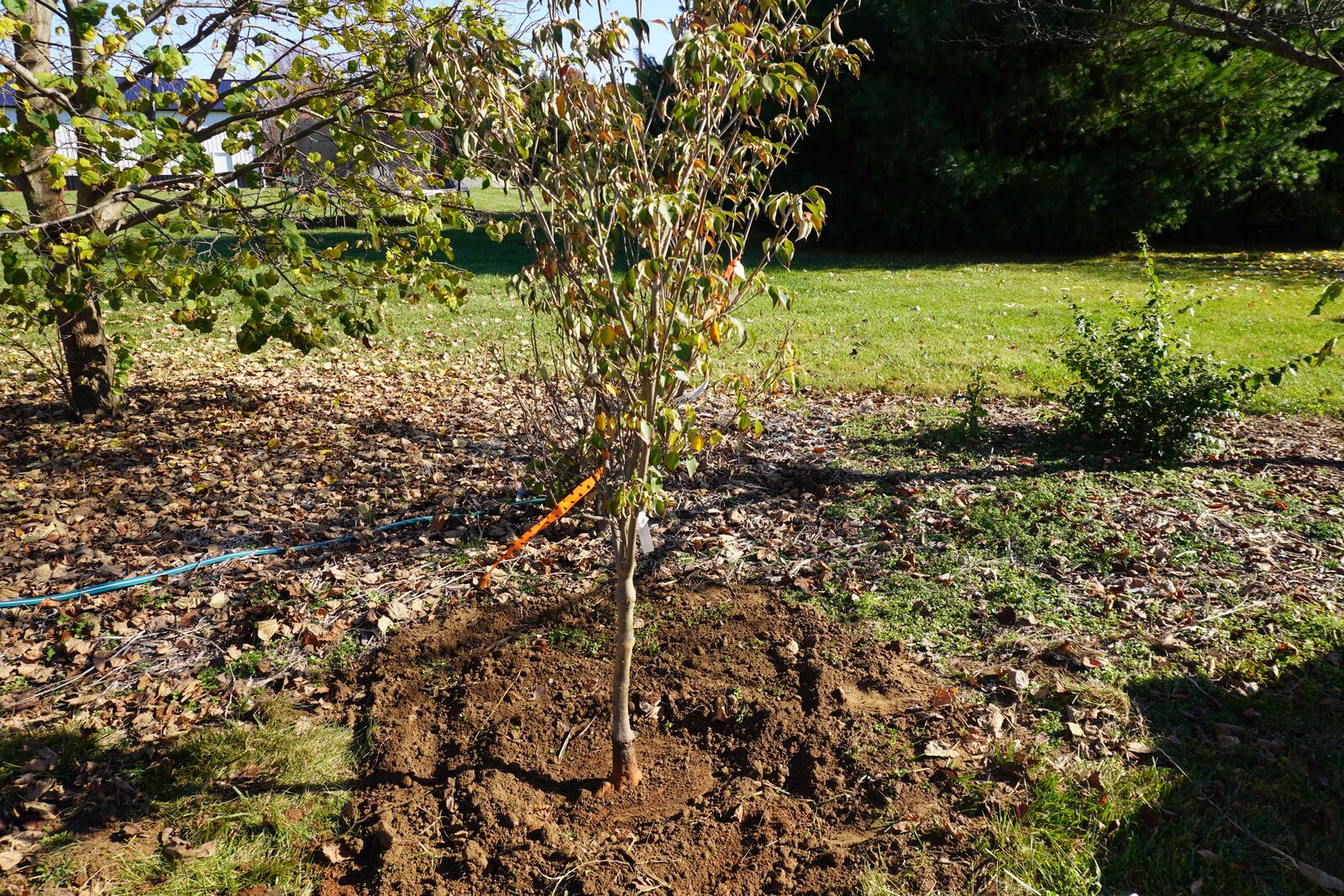 The root system on a newly planted tree needs to be moist going into the winter. CONTRIBUTED