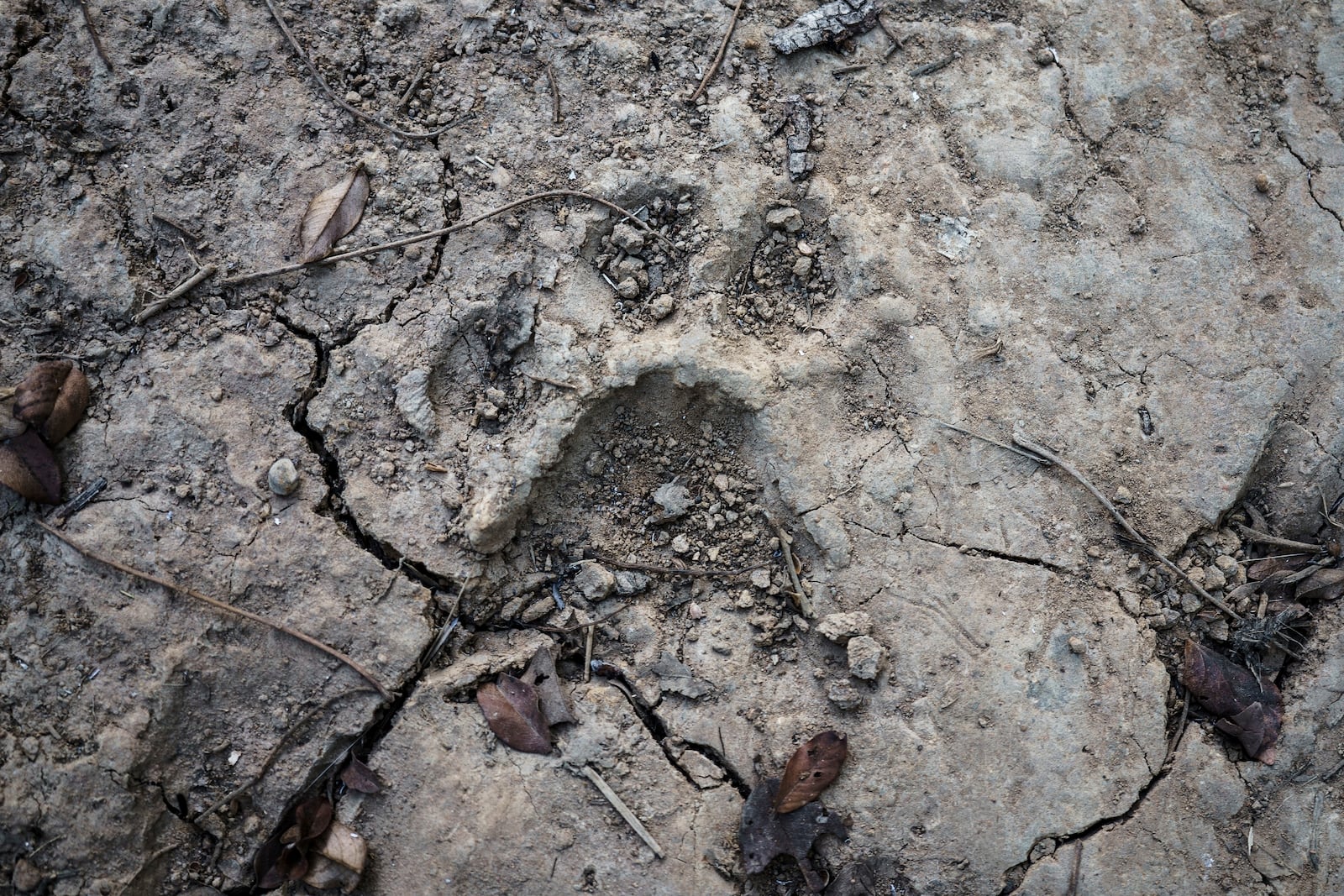 A lion track is spotted at Niokolo Koba National Park, Senegal on Tuesday, Jan. 14, 2025. (AP Photo/Annika Hammerschlag)