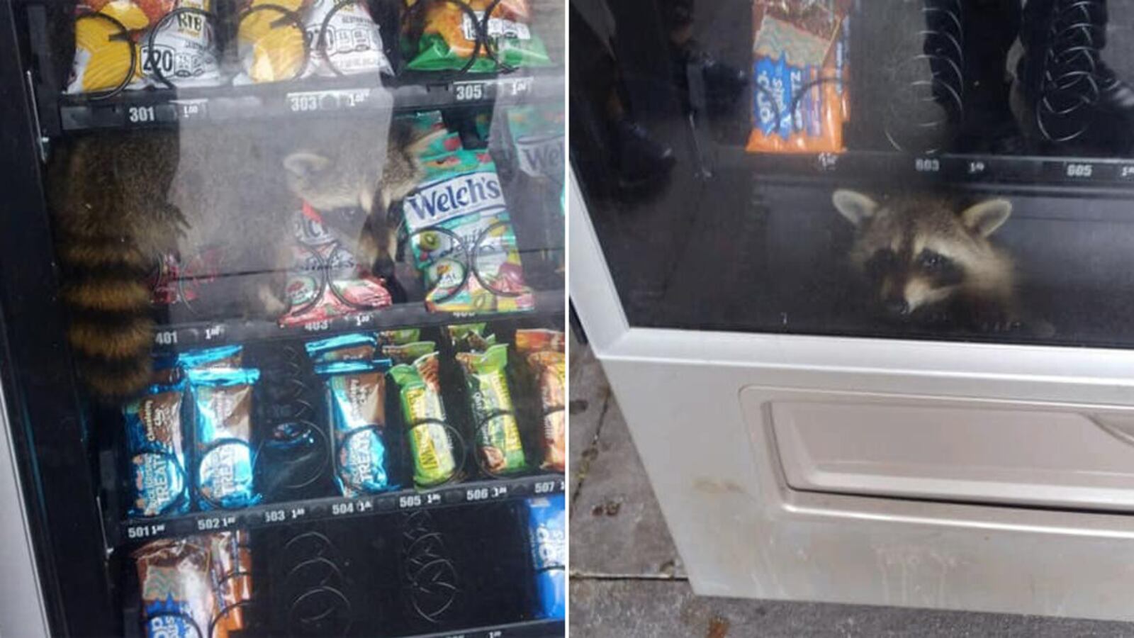 A raccoon became trapped in a vending machine Wednesday at Pine Ridge High School in Deltona, Florida, the Volusia County Sheriff's Office said. (Volusia County Sheriff's Office)