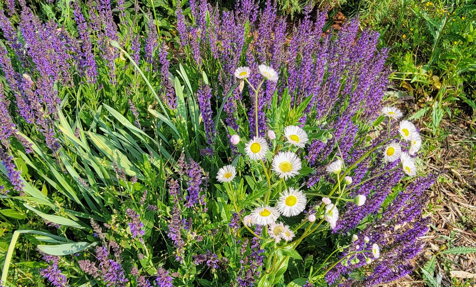 Daisy fleabane is a native plant that can become a weed in a flower bed if not managed. CONTRIBUTED