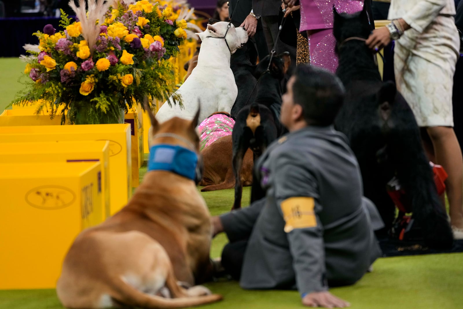 Dogs sit with their handlers during the working group competition of the 149th Westminster Kennel Club Dog show, Tuesday, Feb. 11, 2025, in New York. (AP Photo/Julia Demaree Nikhinson)