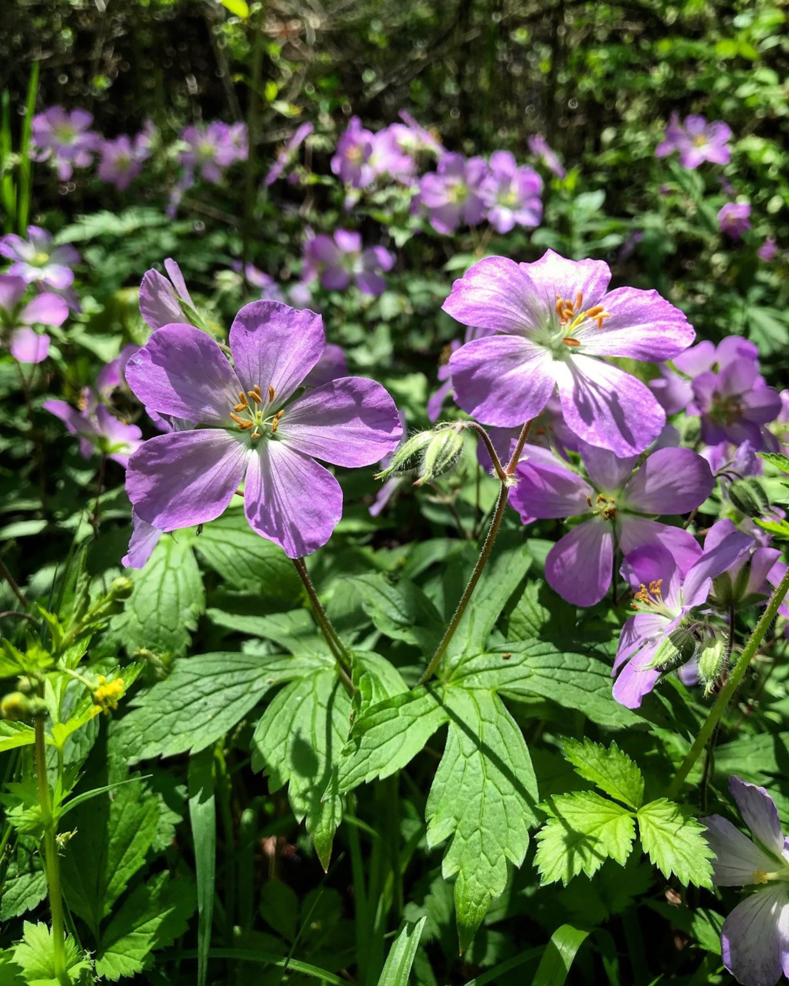 A wild geranium is an Ohio native plant in the Five Rivers MetroParks. JASON SULLIVAN / CONTRIBUTED