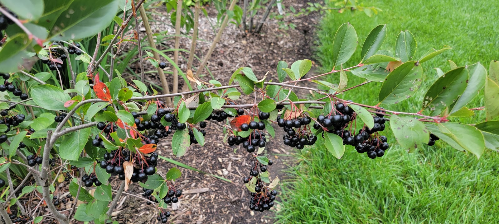 Deep purple fruits of Autumn Magic Chokecherry is an example of the newer compact shubs. CONTRIBUTED 