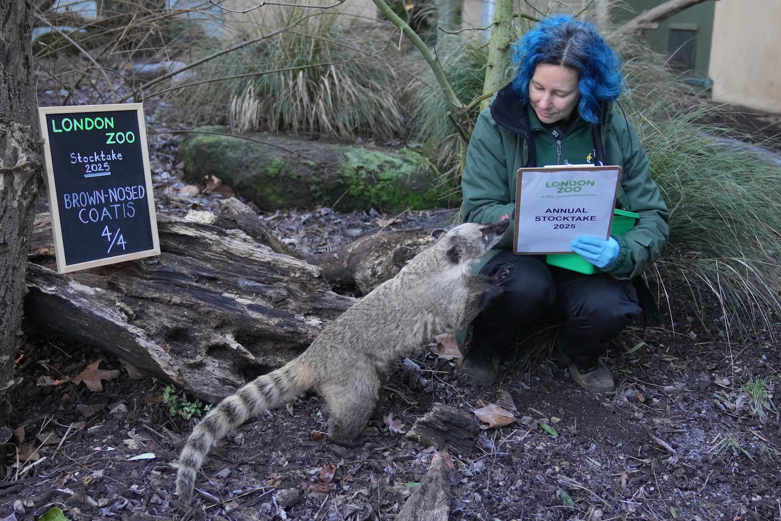 A zoo keeper counts brown-nosed coatis during the annual stocktake at London Zoo in London, Friday, Jan. 3, 2025. (AP Photo/Kin Cheung)