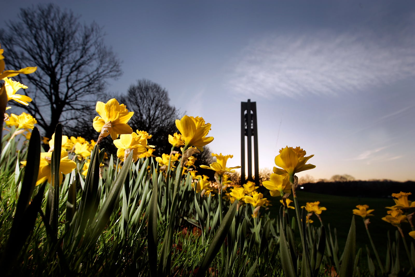 The early morning sun rises behind the carillon tower and  blooming daffodils in 2010 at Carillon Historical Park, 1000 Carillon Blvd., Dayton where an early morning Easter Sunrise Service was held sponsored by Dayton History and Greater Dayton Christian Connections.Staff photo by Jim Witmer