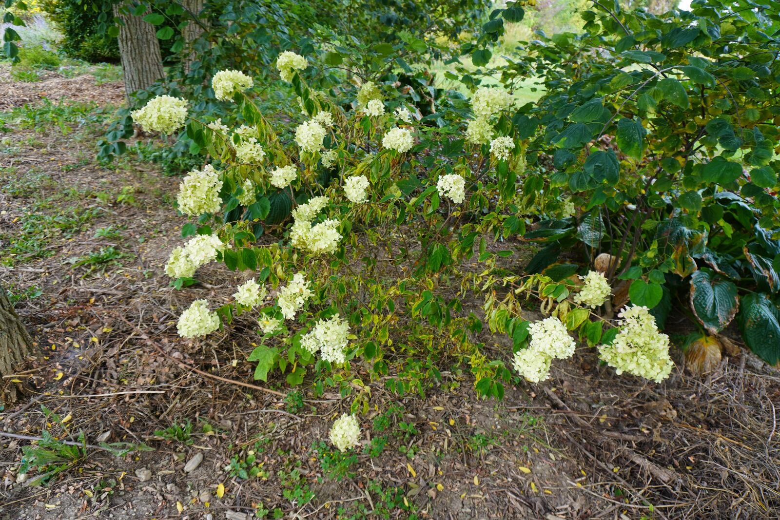 If you plant your fall mums in the ground, be sure to keep the soil moist going into the winter. CONTRIBUTED