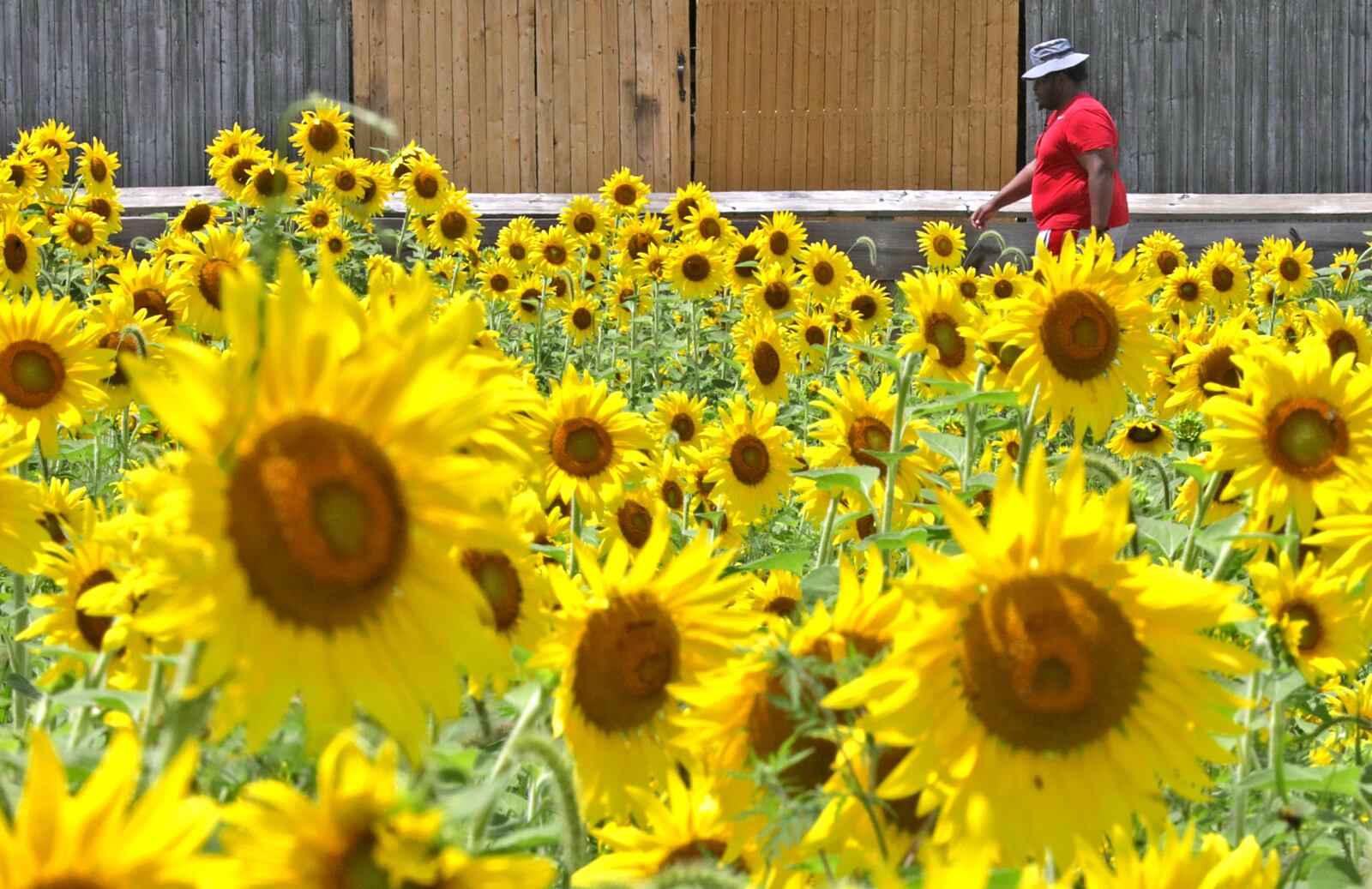 A man walks past the Clark County Sunflower Field Friday, July 29, 2022 as he makes his way along the bike path in Springfield. The sunflowers, planted by the Clark County Solid Waste District, is located between Euclid and Grand Avenues. BILL LACKEY/STAFF