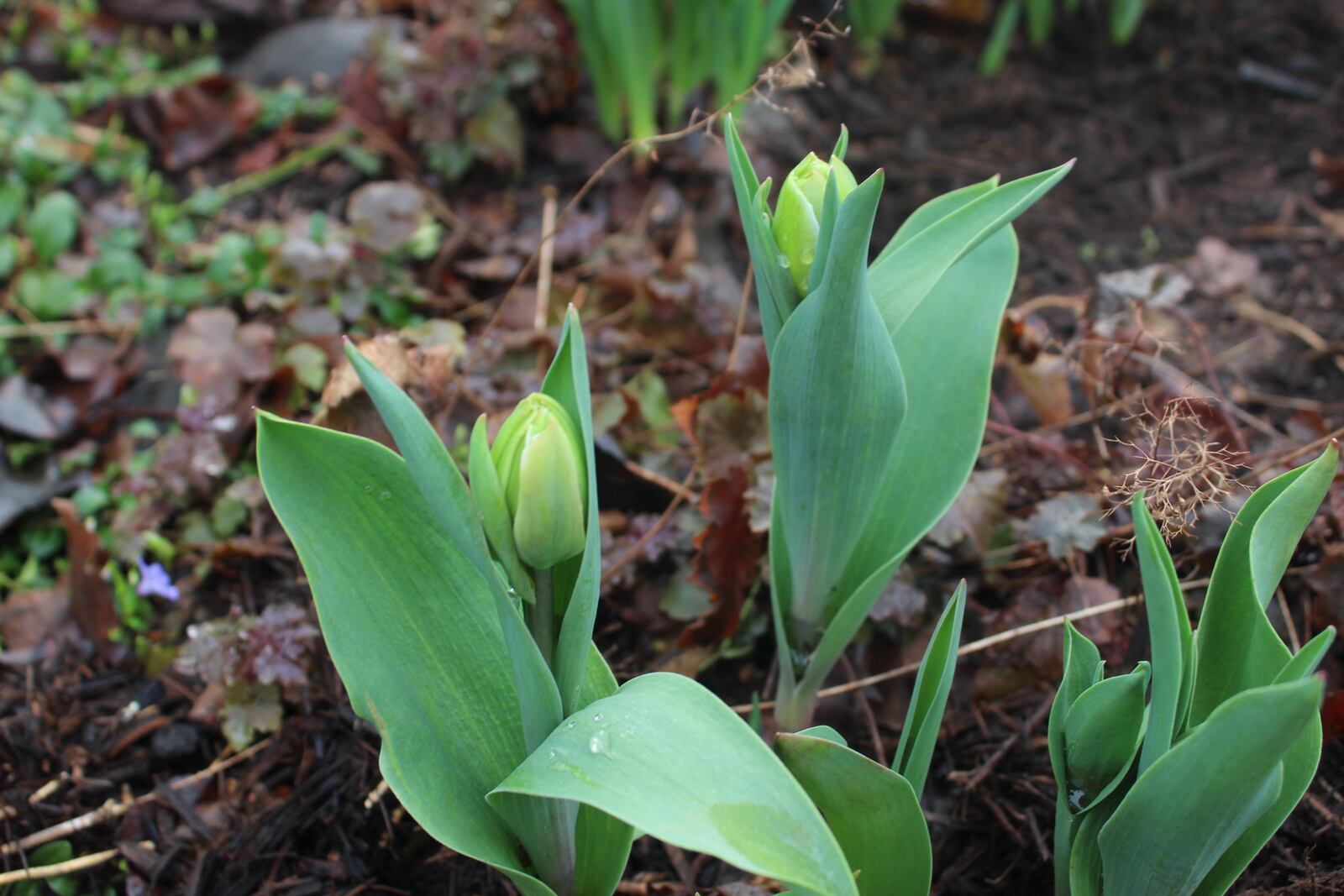 The colors of spring are beginning to show themselves in writer Amelia Robinson's yard.