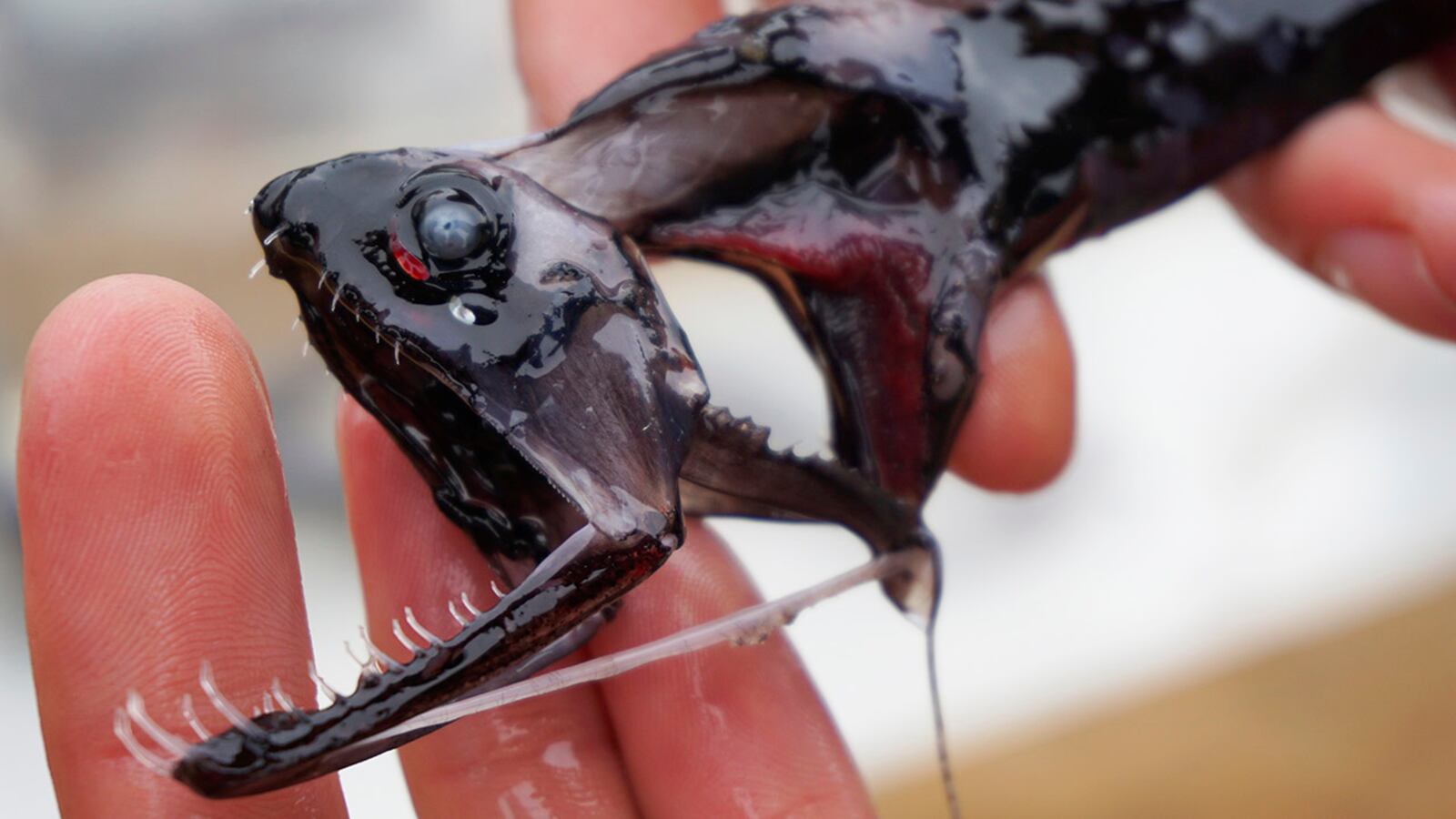 This April 2019 photo provided by Audrey Velasco-Hogan shows a dragonfish during a specimen collection session along the coast of San Diego, Calif. The deep-sea creature's teeth are transparent underwater - virtually invisible to prey. According to research released on Wednesday, June 5, 2019, they are made of the same materials as human teeth, but the microscopic structure is different.