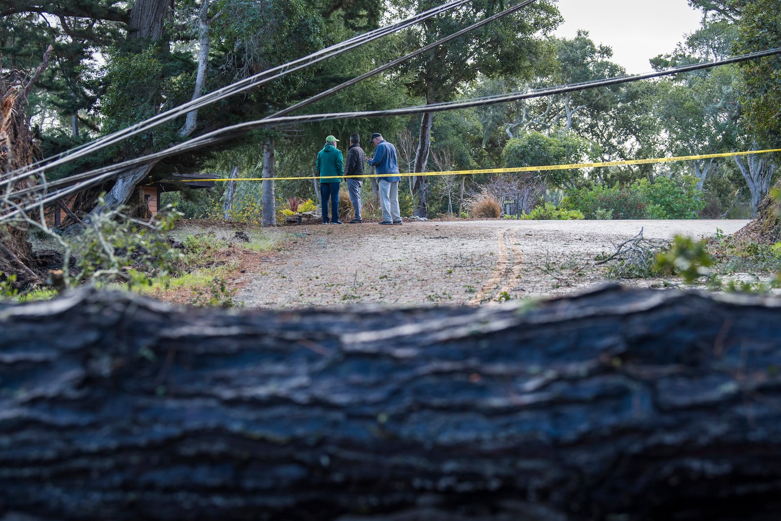 Power lines damaged from a fallen tree are seen across Sylan Road in Monterey, Calif., Saturday, Dec. 14, 2024. (AP Photo/Nic Coury)