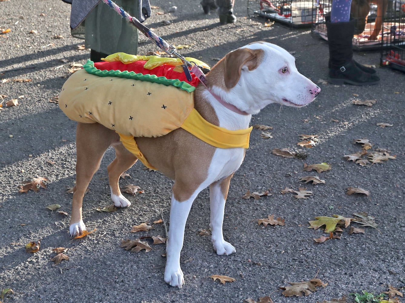 Yappy Howl-o-ween SNS