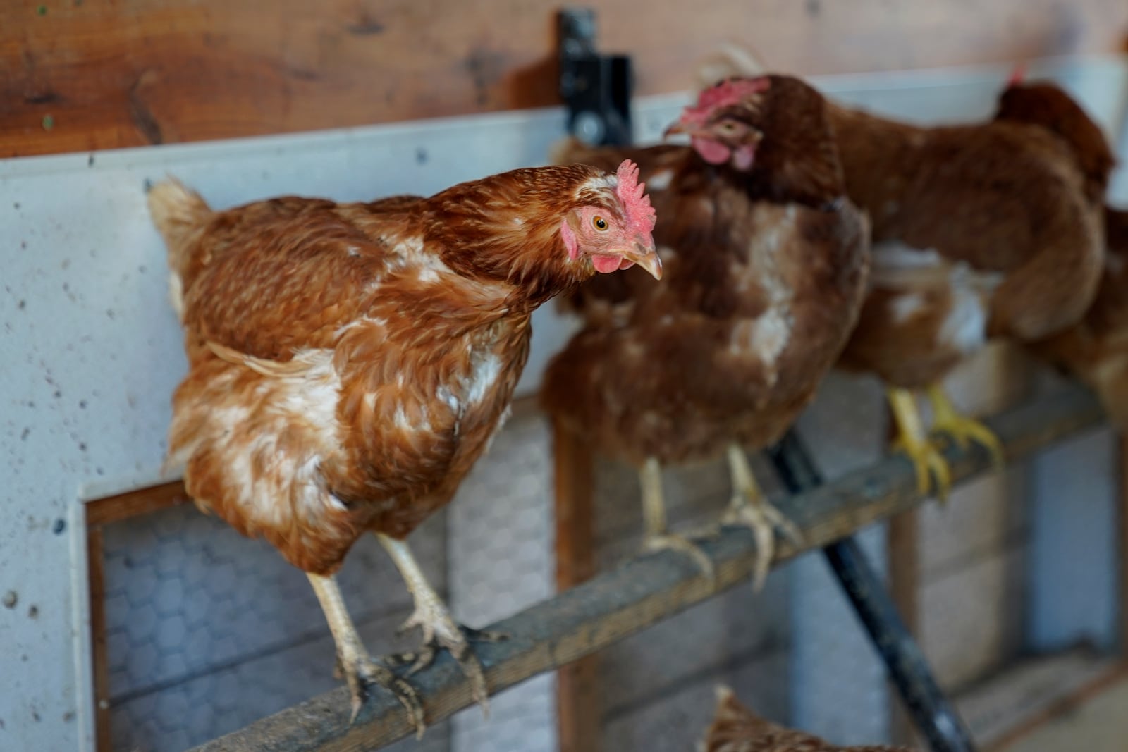 FILE - Red Star chickens roost in their coop Tuesday, Jan. 10, 2023, at Historic Wagner Farm in Glenview, Ill. (AP Photo/Erin Hooley, File)