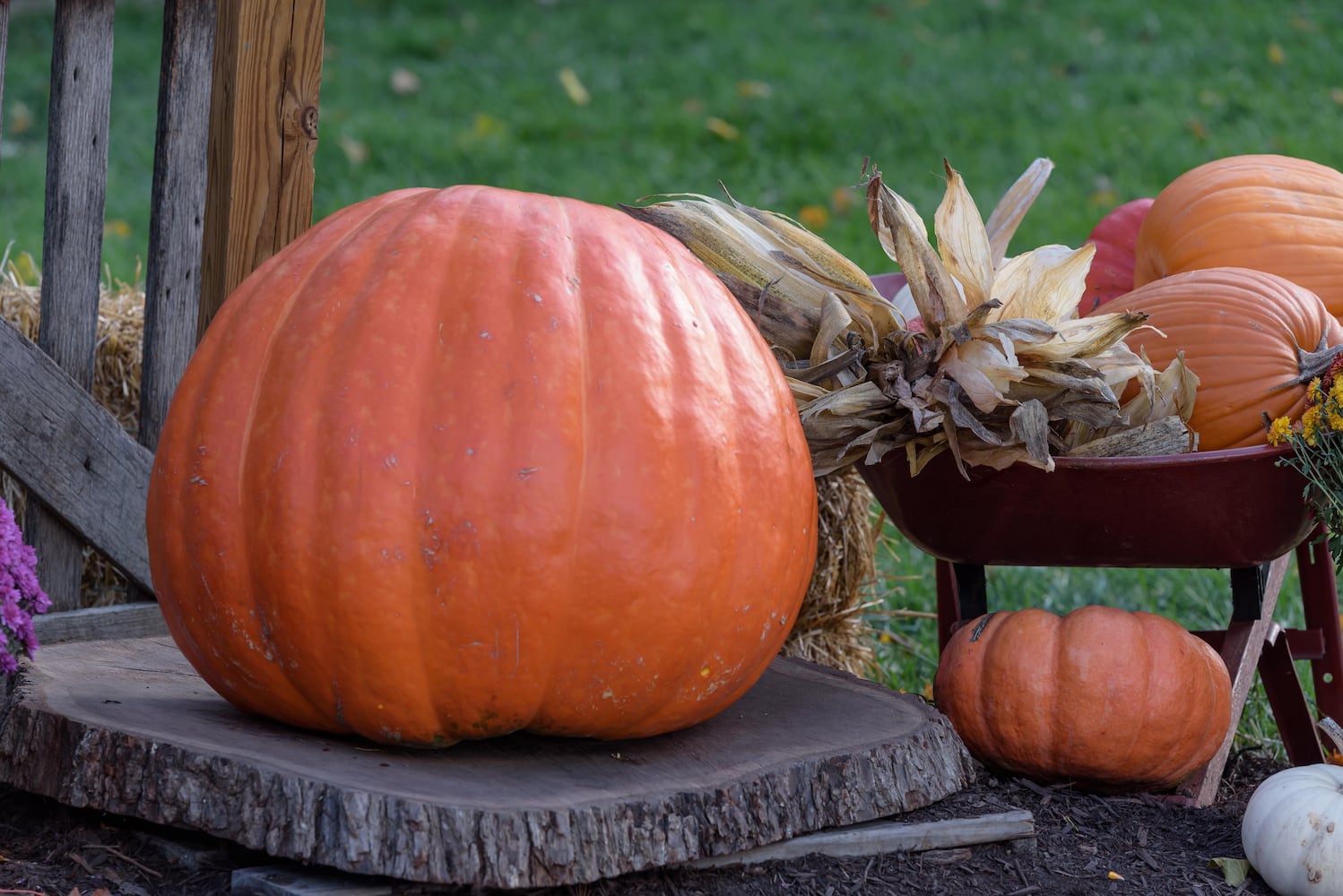 PHOTOS: 2024 Fall Farm Fest at Lost Creek Reserve in Troy