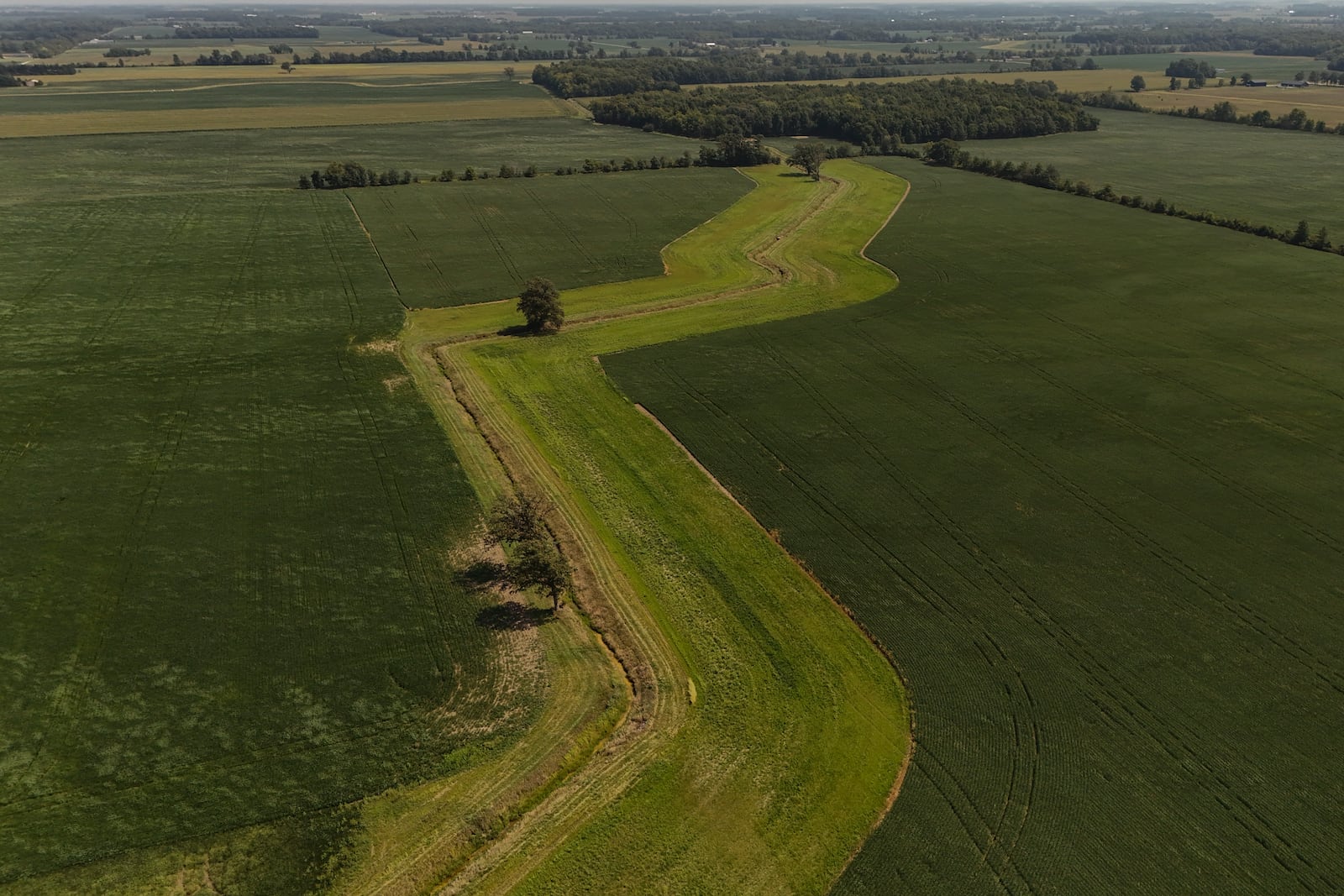 Soybeans grow on each side of a buffer strip, which are designed to help filter nutrient runoff from fields, Tuesday, Aug. 27, 2024, at a farm in Forest, Ohio. (AP Photo/Joshua A. Bickel)