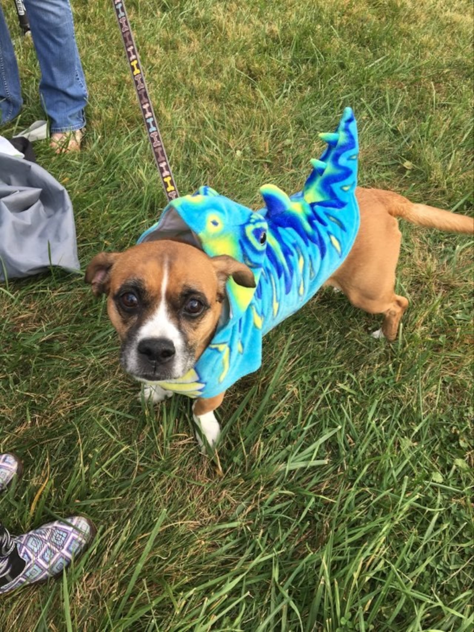 “Milo” tries to be a convincing dinosaur for his people, Trevor and Tyler Ferryman. Pam Cottrel/STAFF