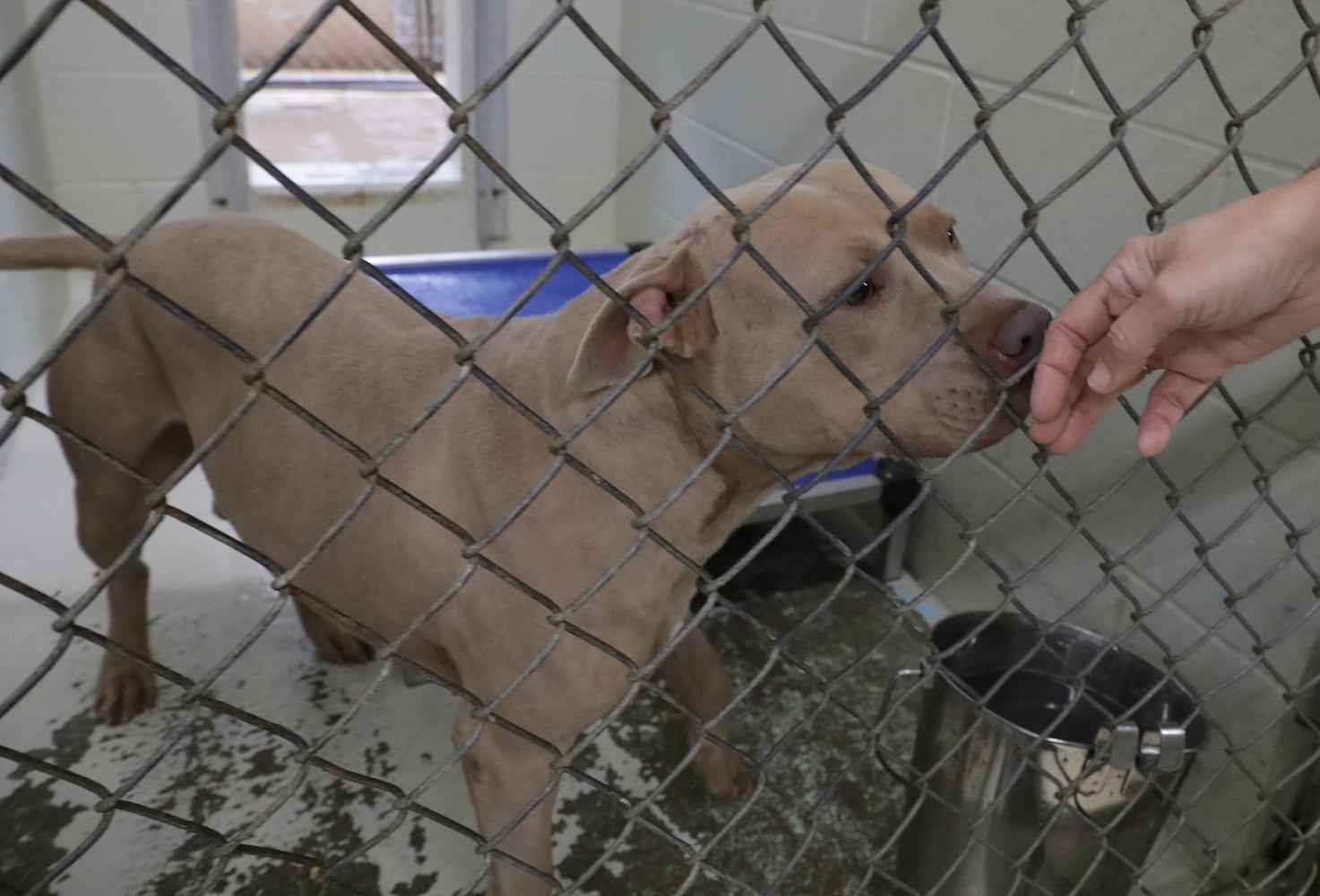 PHOTOS: Dogs at the Clark County Dog Shelter