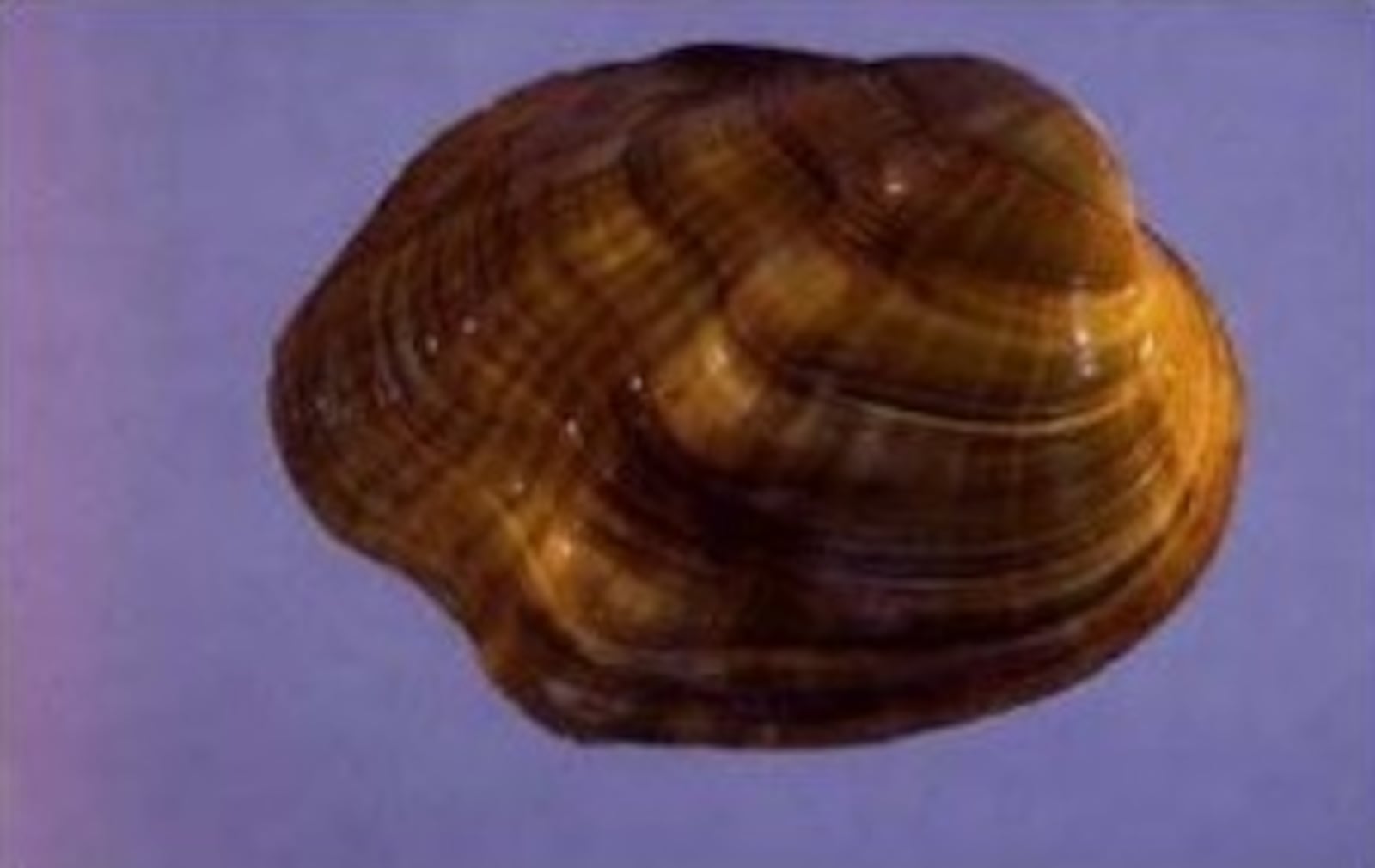 The tubercled-blossom pearly mussel, once abundant in the Ohio River Valley, was delisted from the Endangered Species Act due to extinction. U.S. FISH & WILDLIFE SERVICE