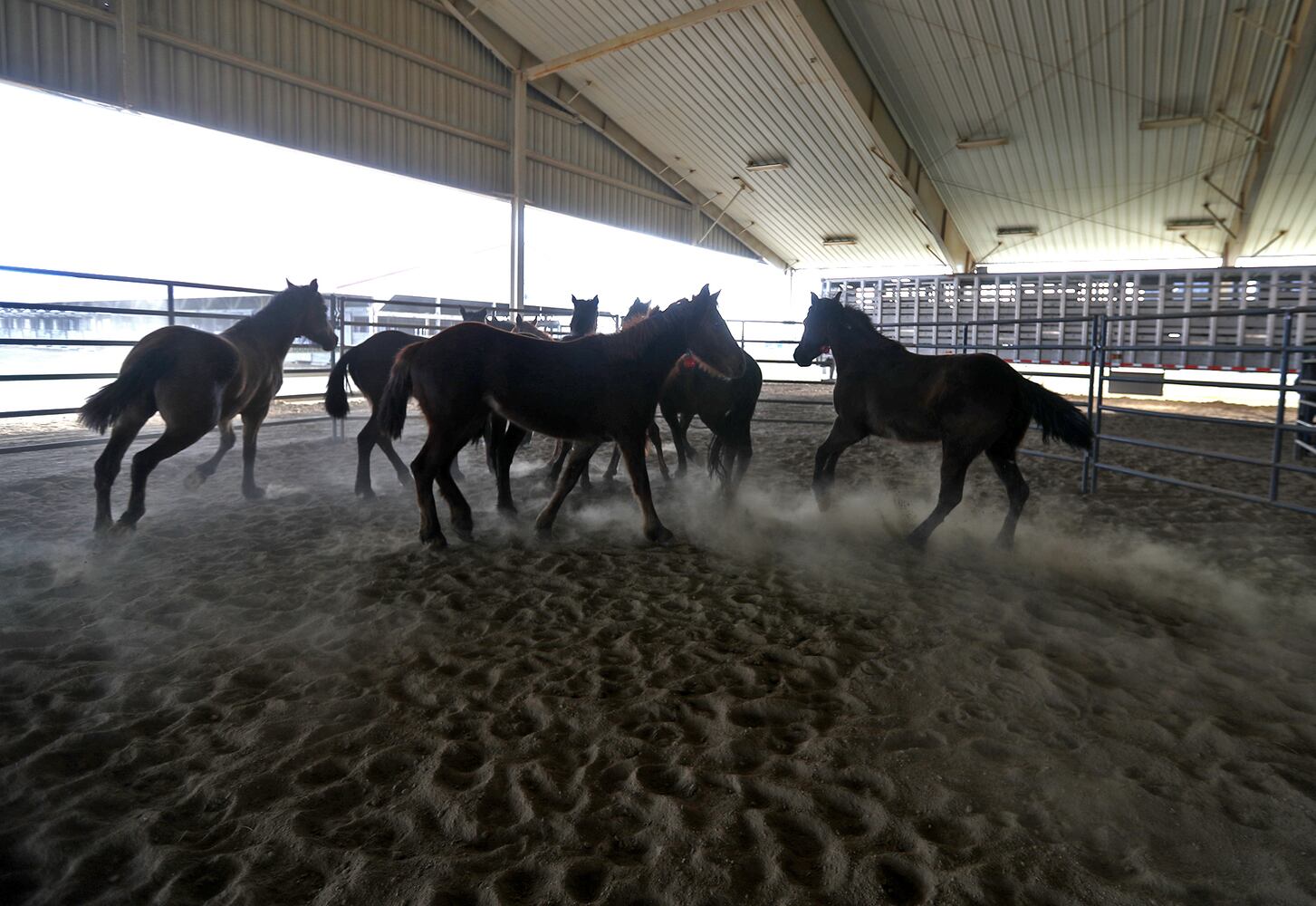 PHOTOS:  Wild Horse and Burro Adoption